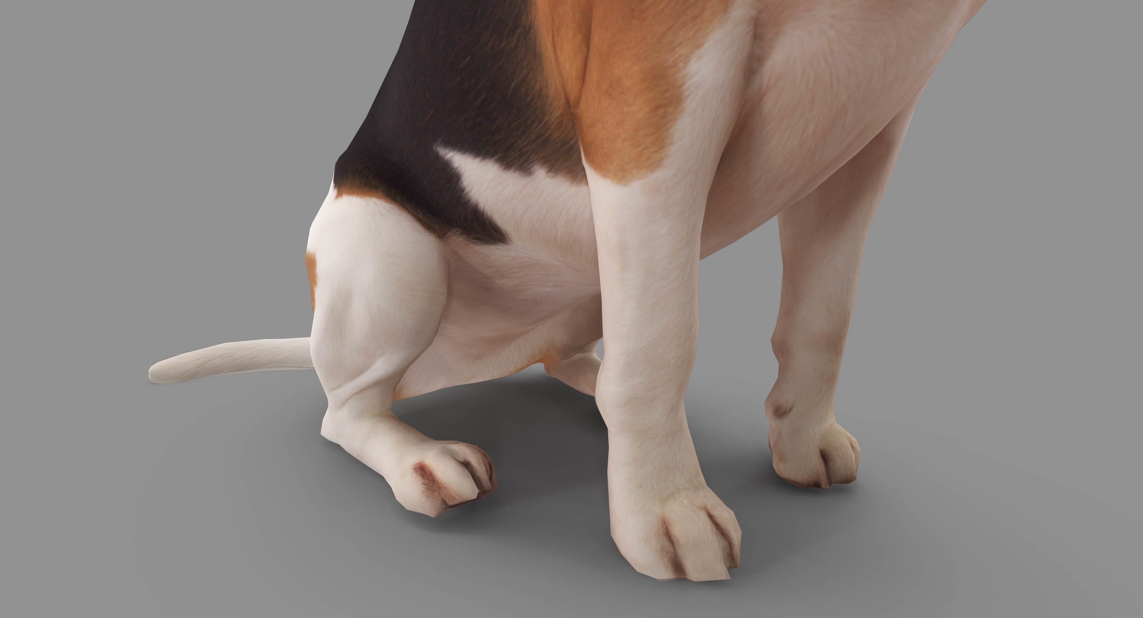 Dog Collection x4 3D model_15