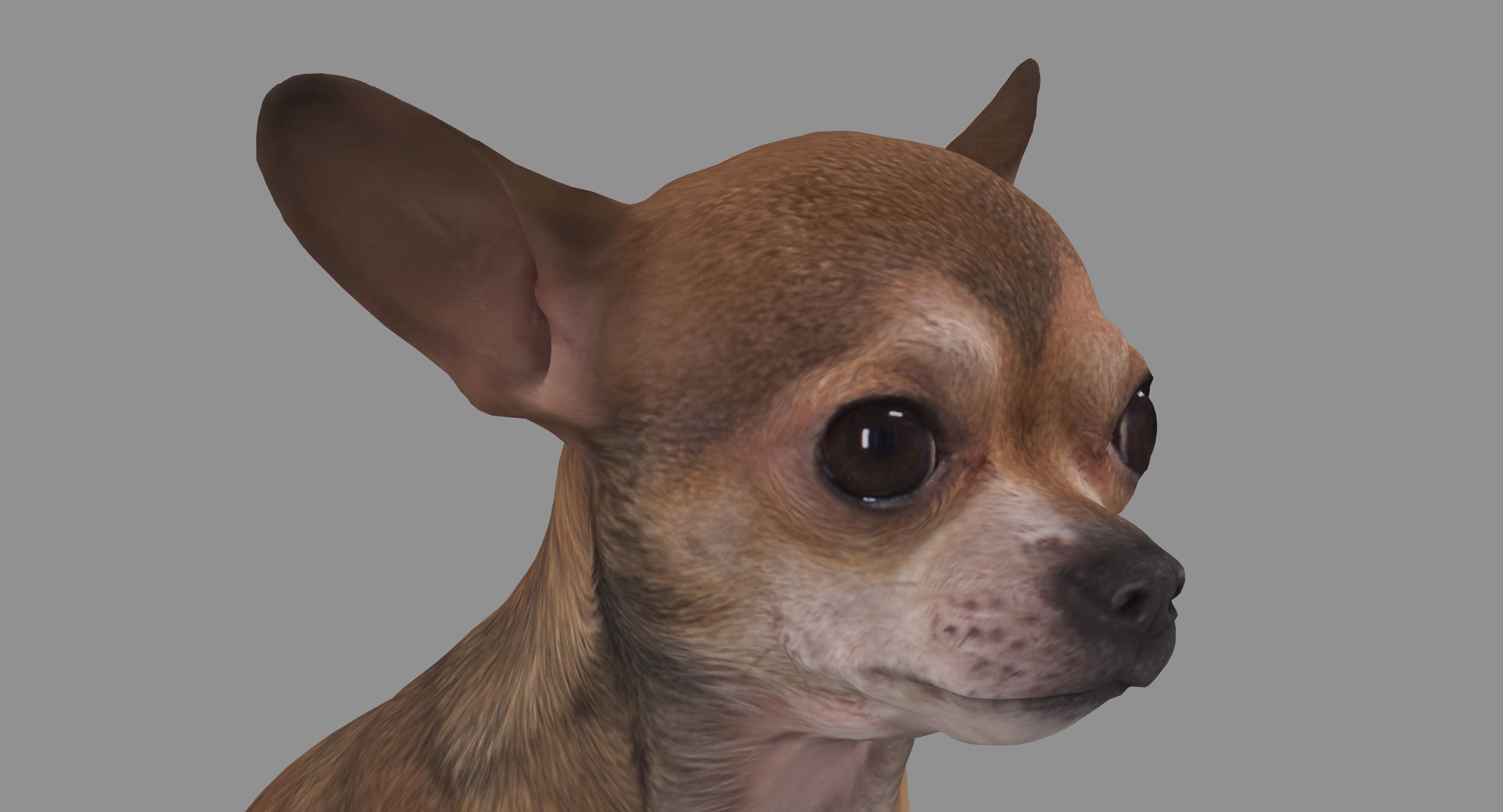 Dog Collection x4 3D model_29