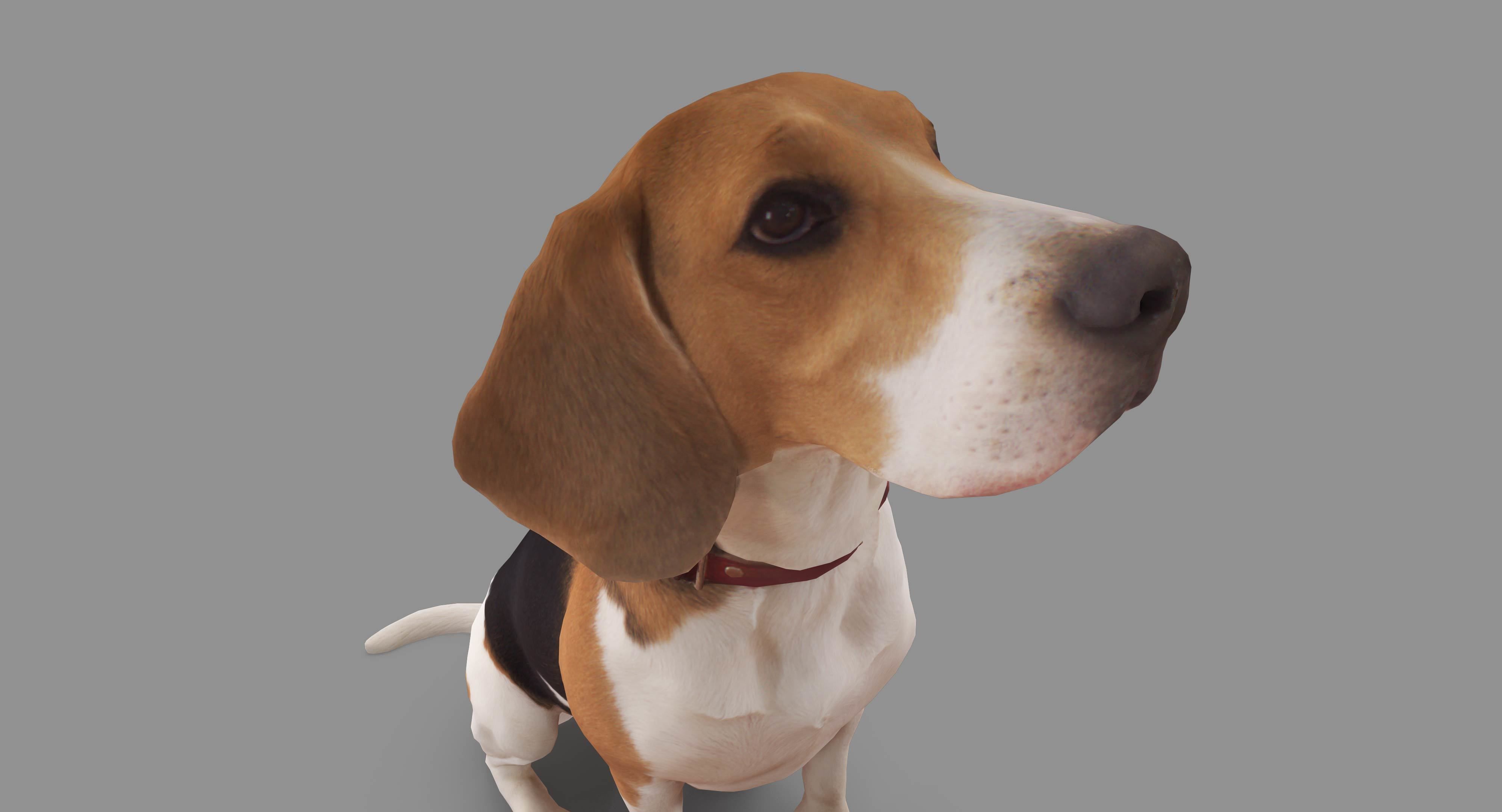 Dog Collection x4 3D model_7
