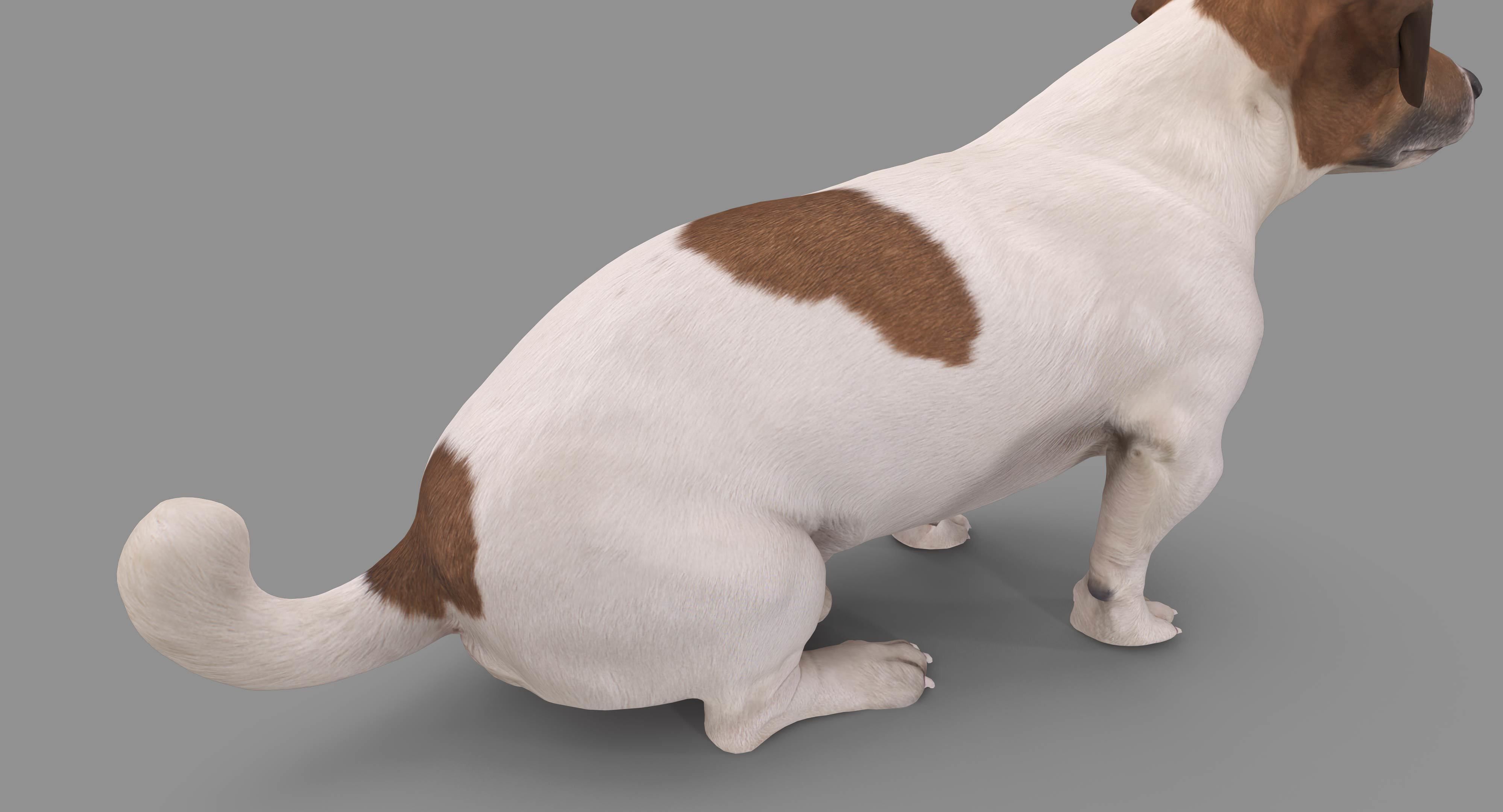 Dog Collection x4 3D model_24
