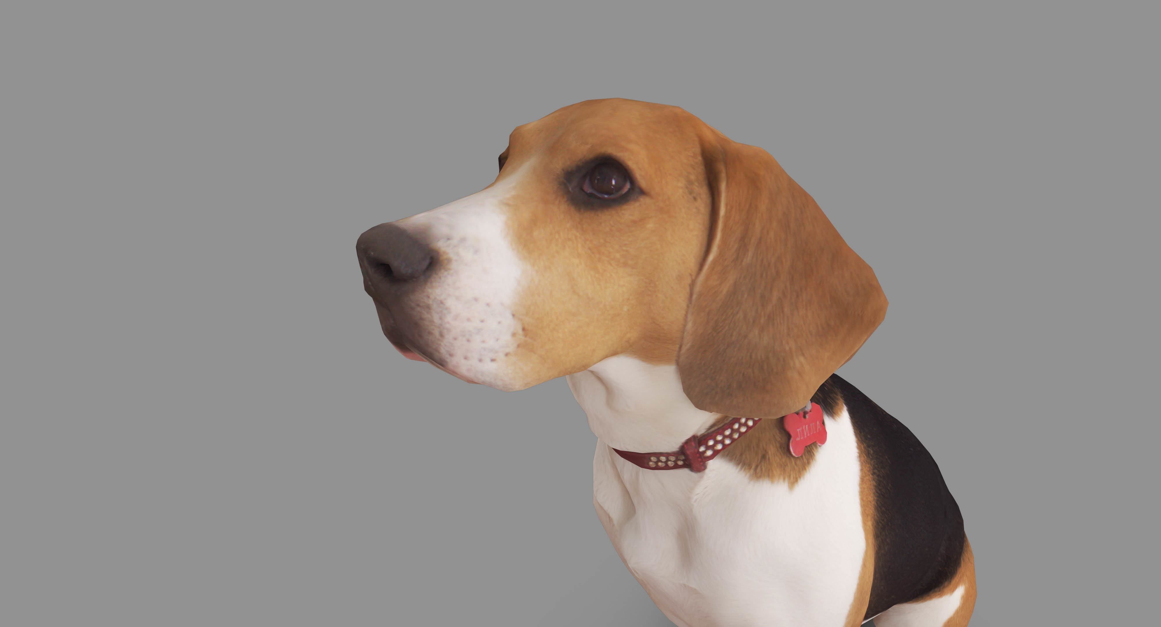 Dog Collection x4 3D model_11