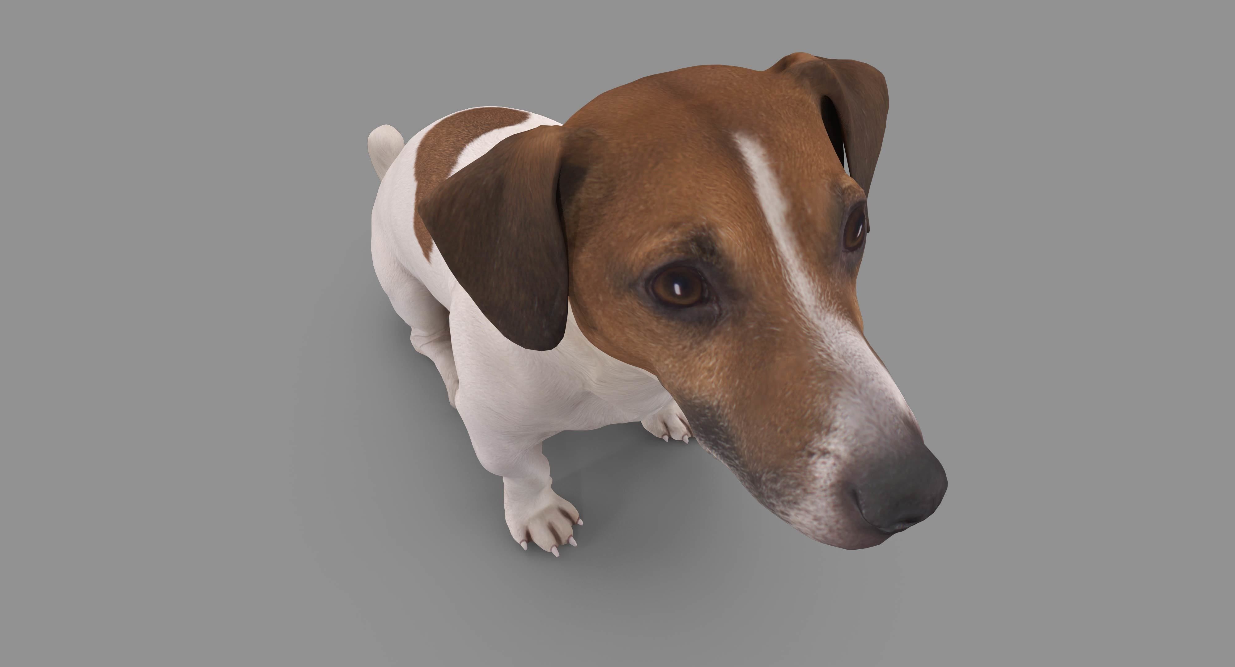 Dog Collection x4 3D model_18