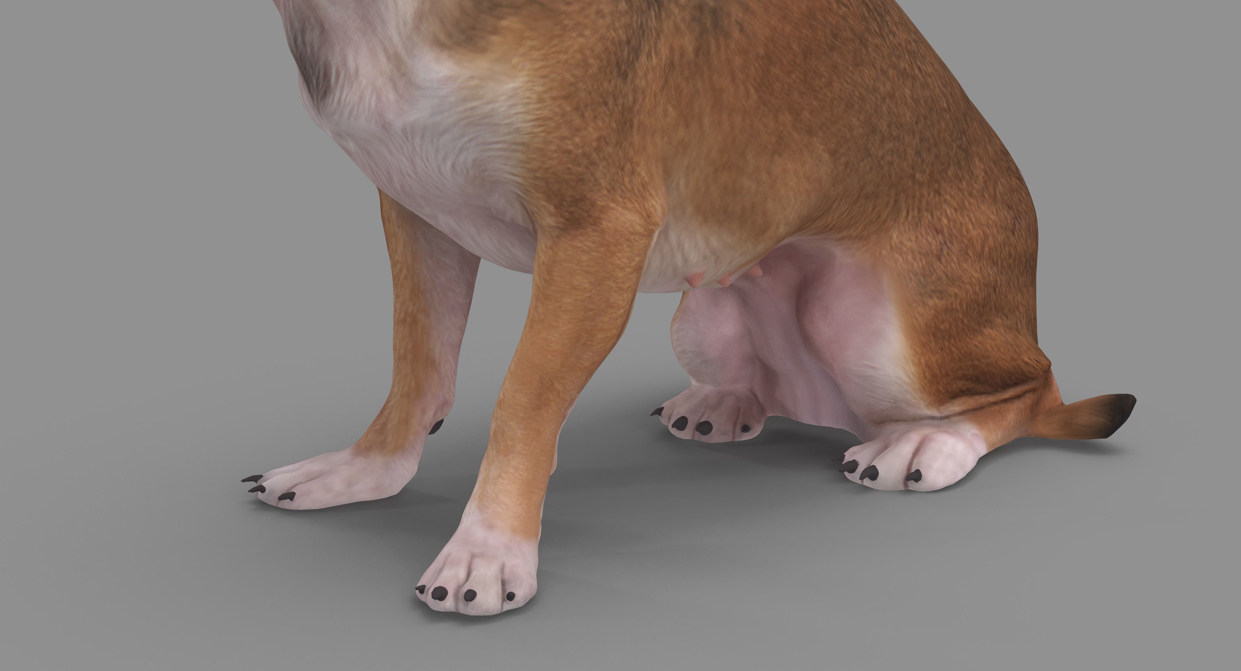 Dog Collection x4 3D model_33