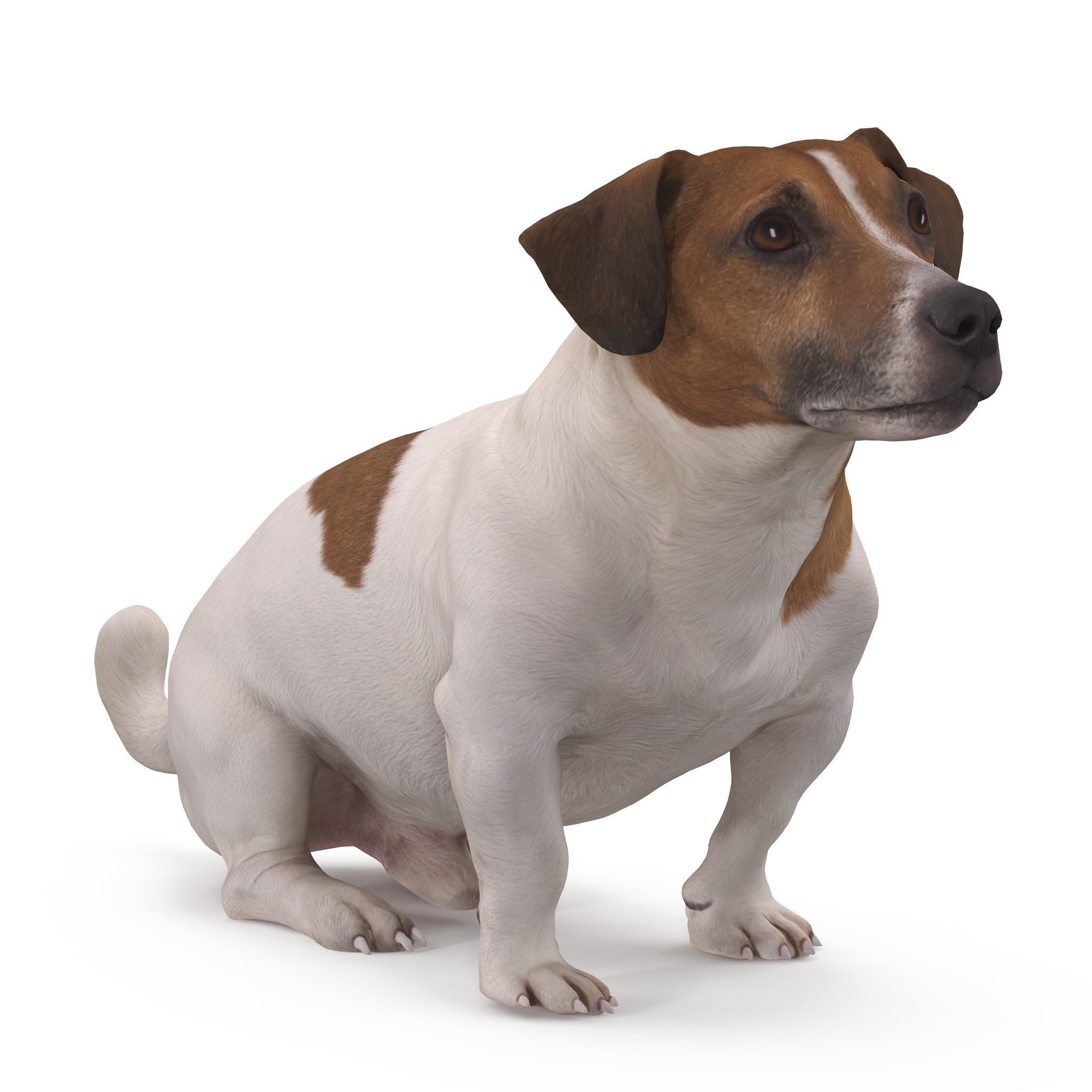 Dog Collection x4 3D model_17