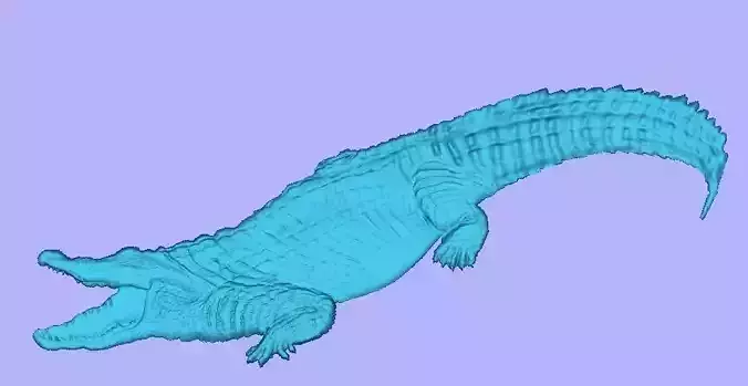 Crocodile alligator