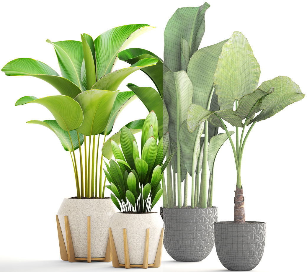 Collection of plants 3D model_7