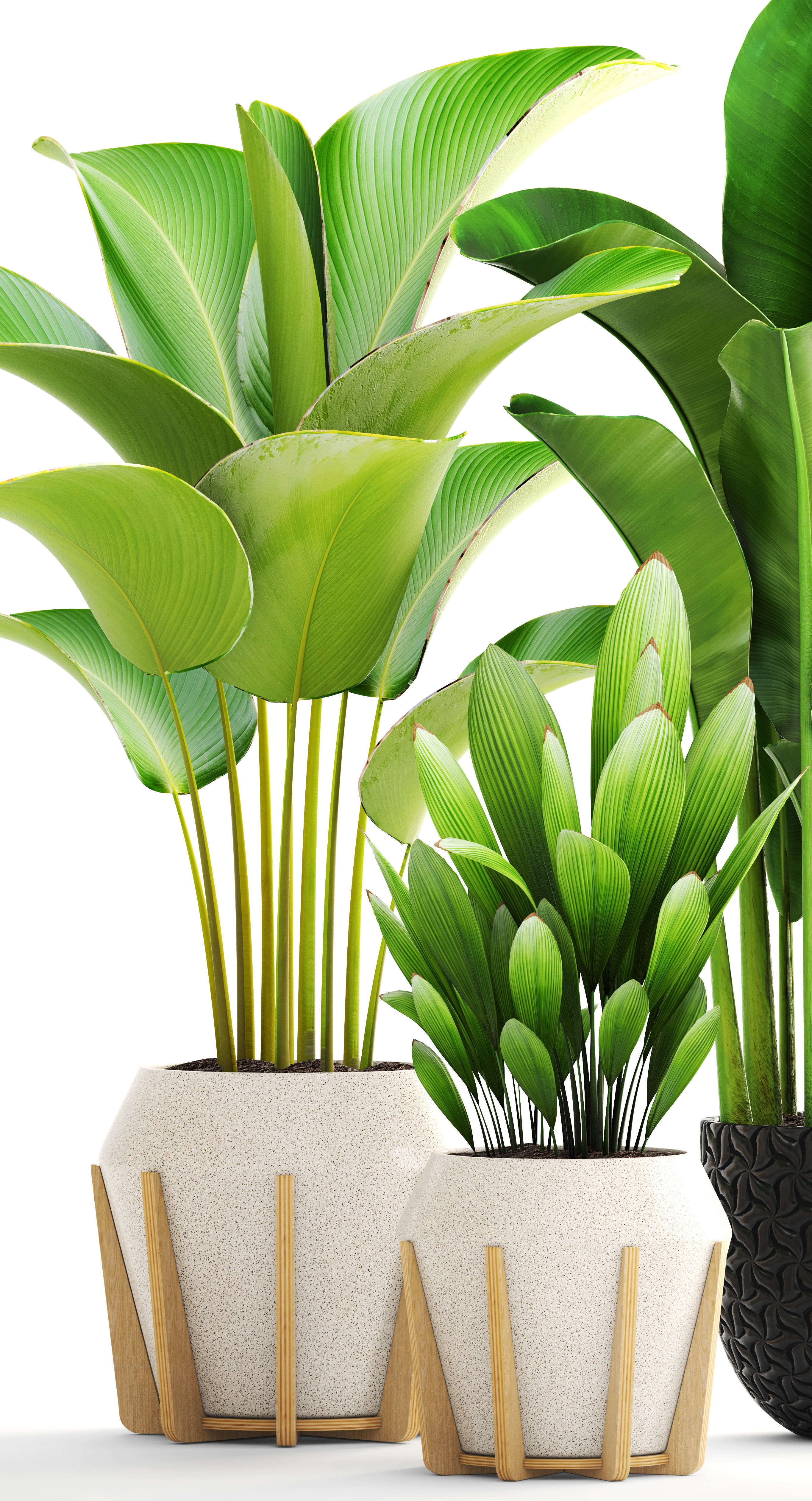 Collection of plants 3D model_2