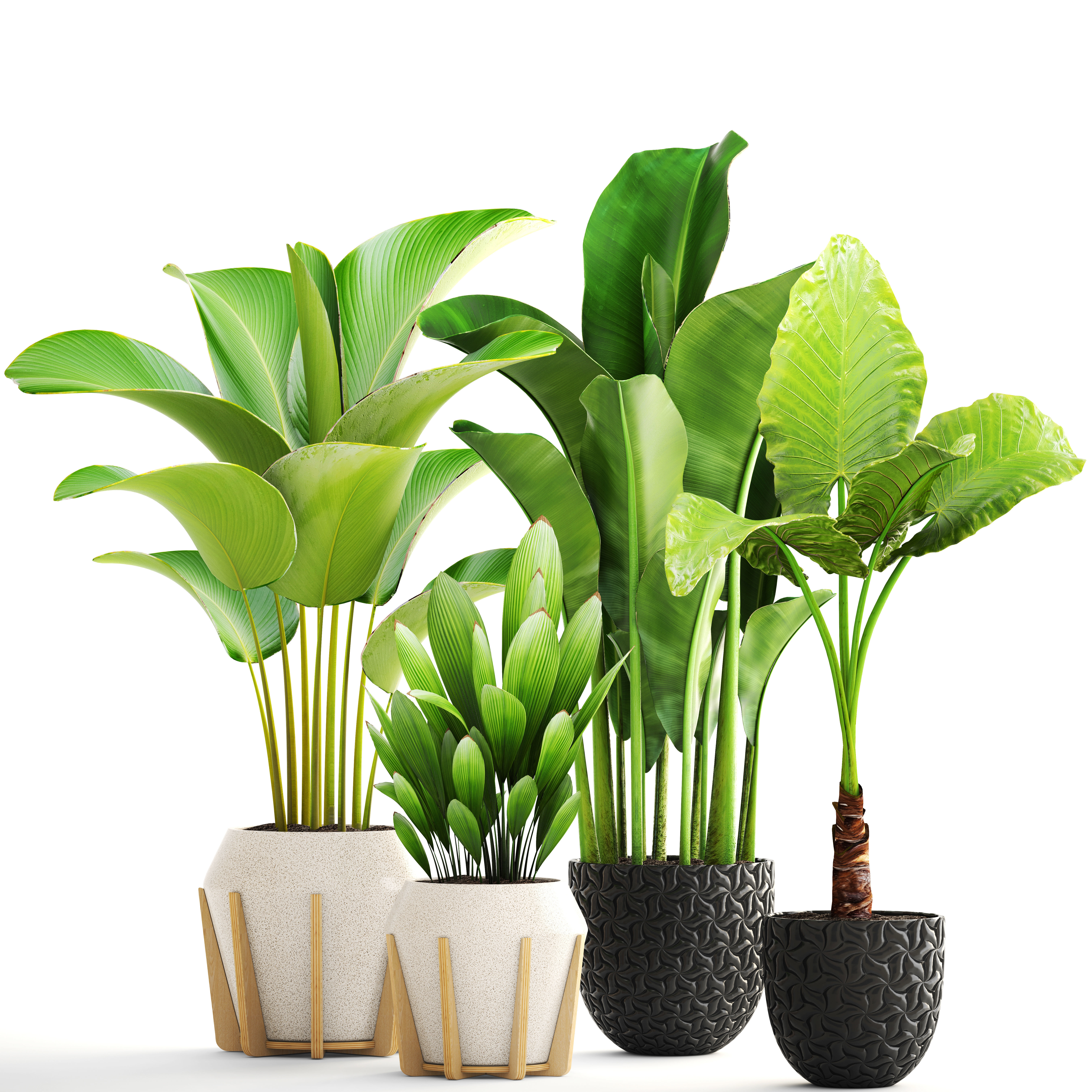 Collection of plants 3D model_3