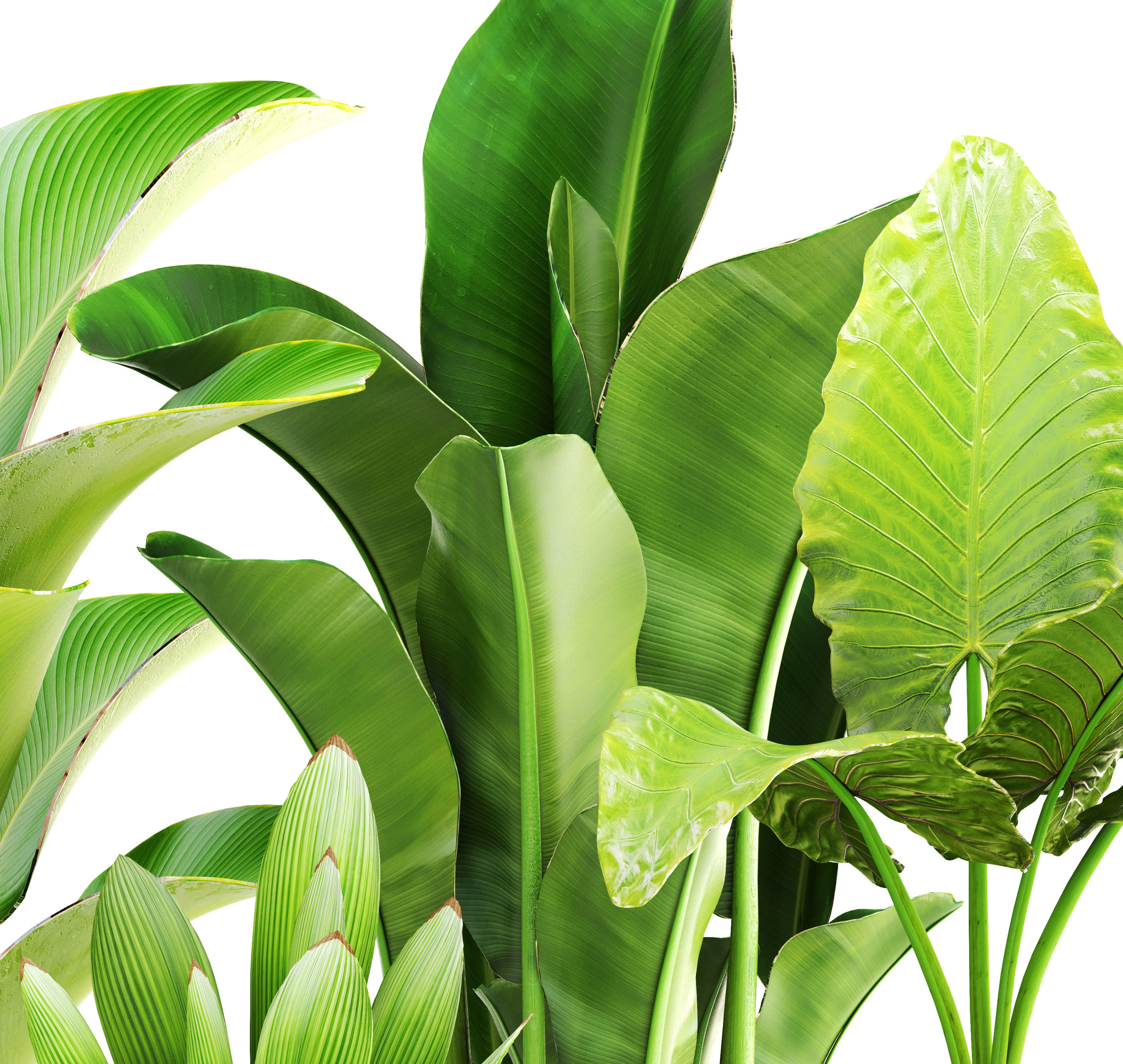 Collection of plants 3D model_10