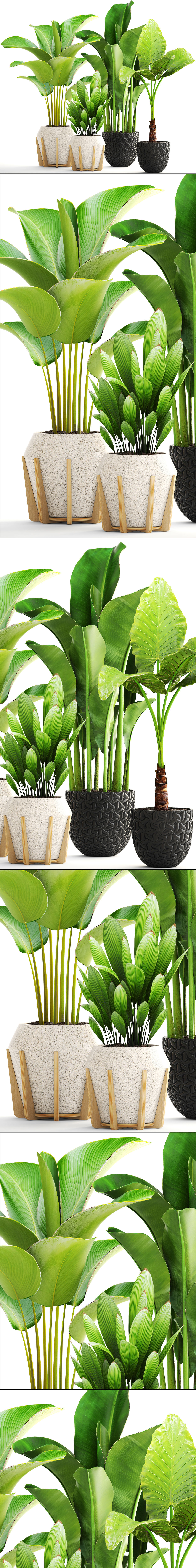 Collection of plants 3D model_12