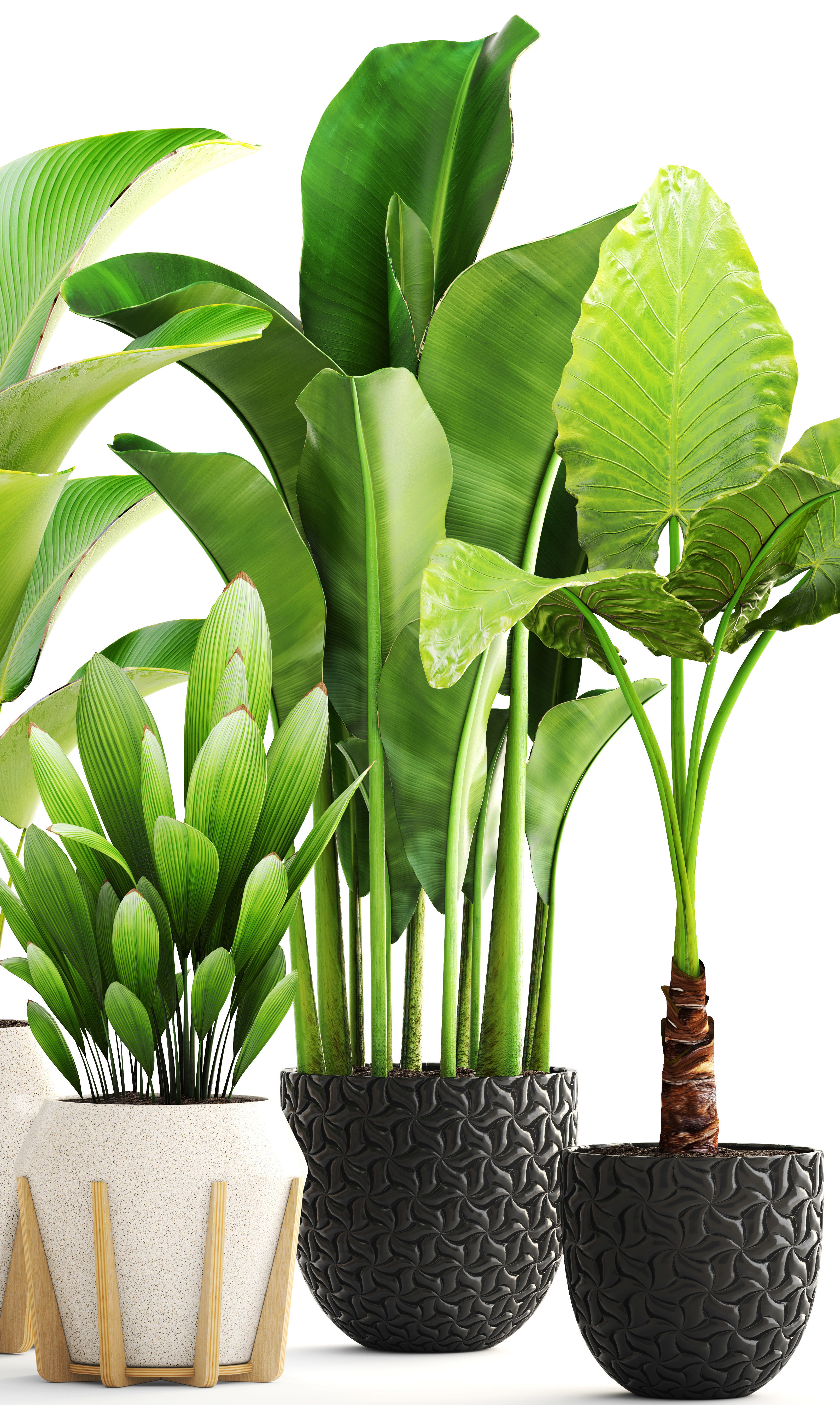 Collection of plants 3D model_8