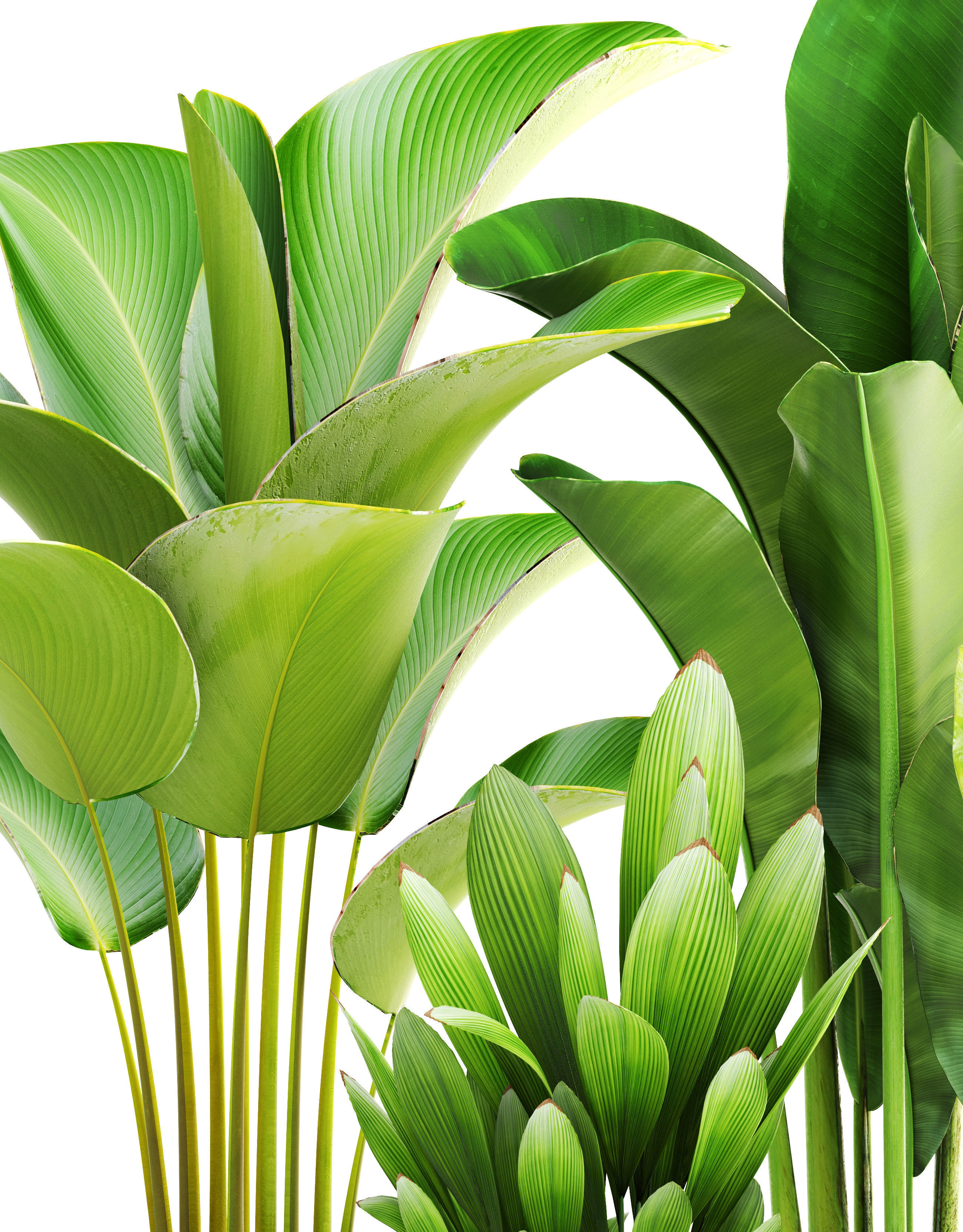 Collection of plants 3D model_11