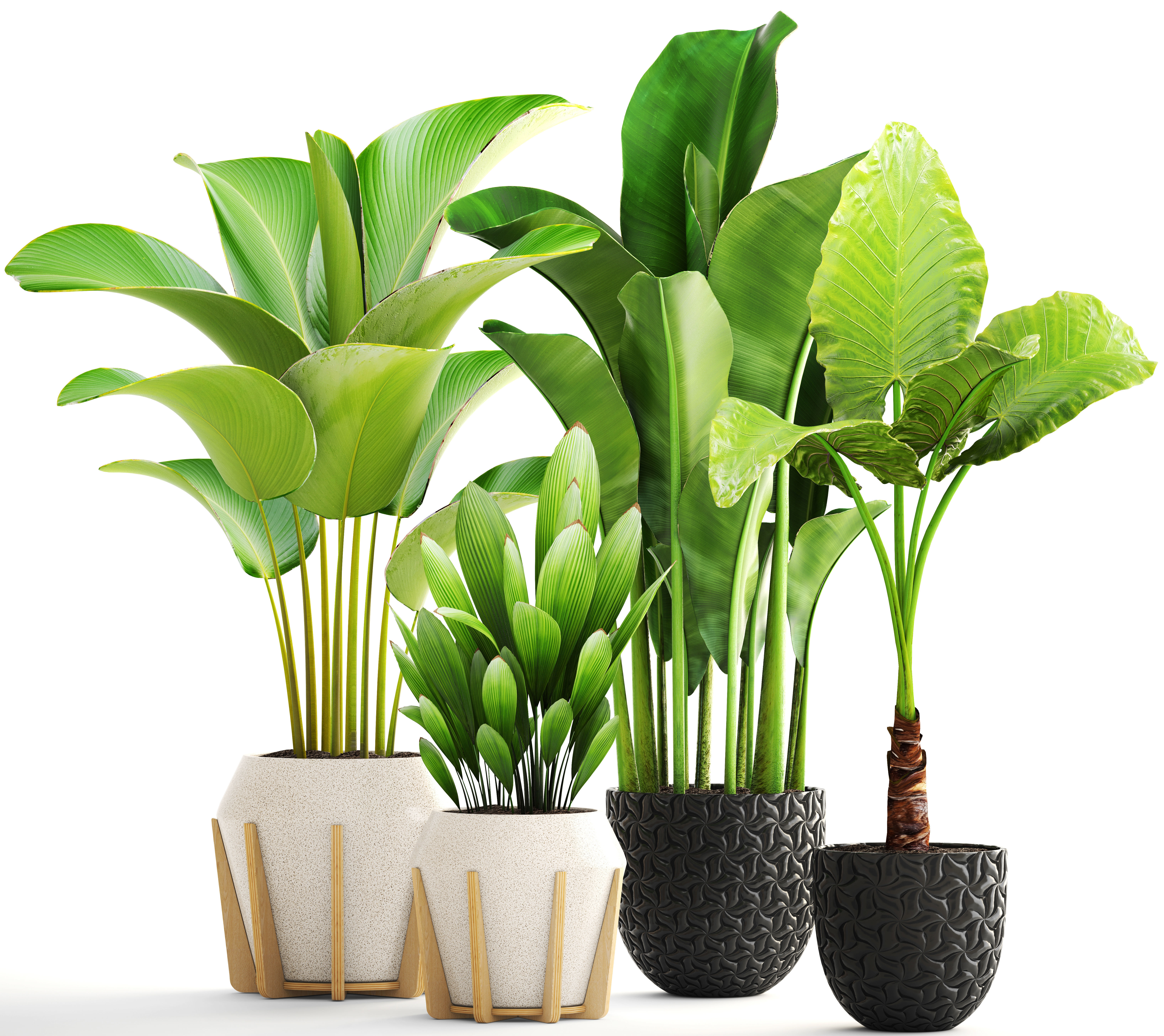 Collection of plants 3D model_6