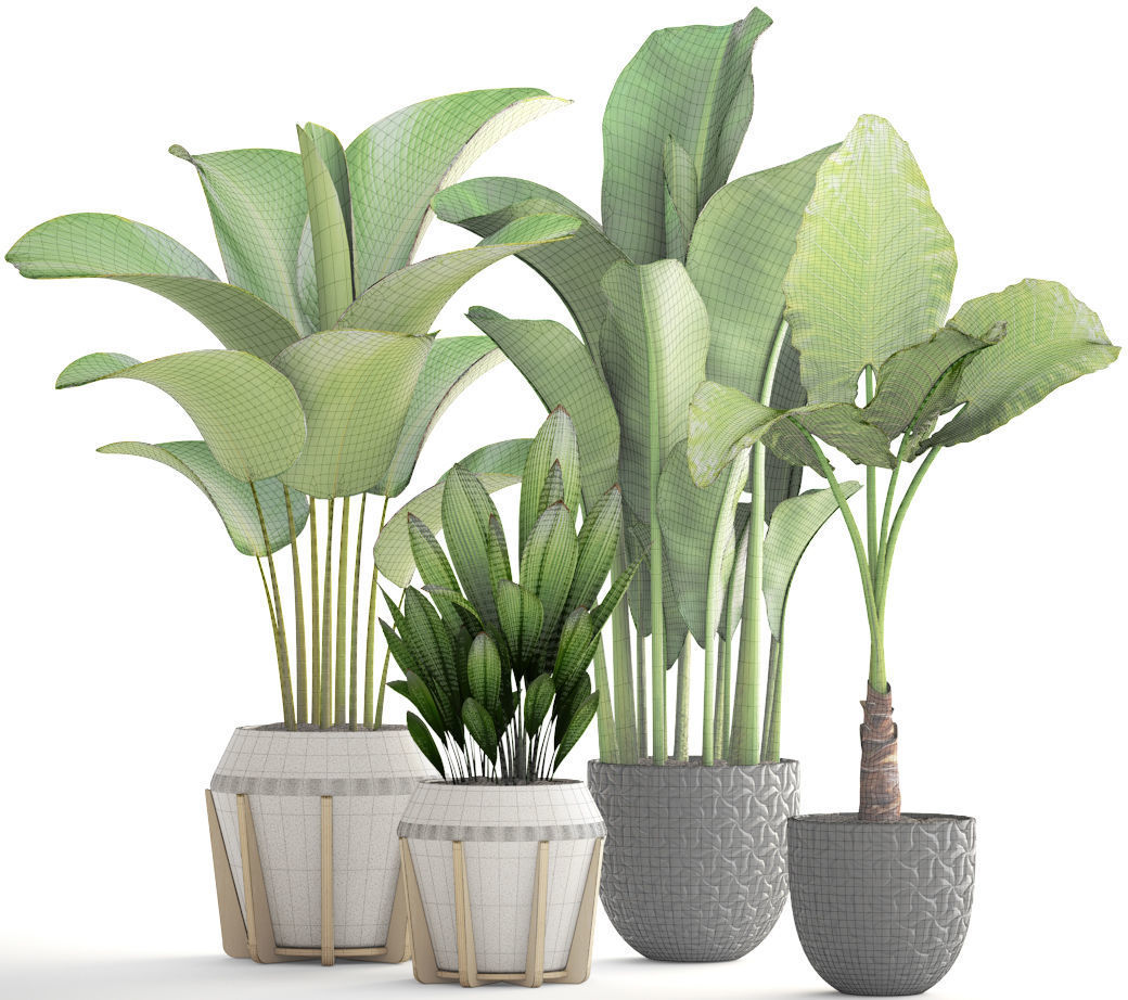 Collection of plants 3D model_4