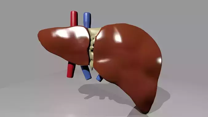 Human Liver 3D model
