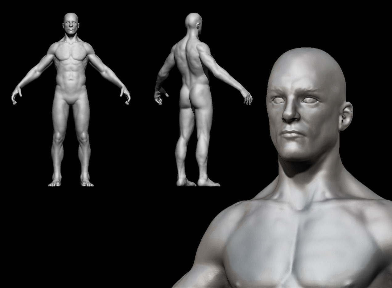 Human Anatomy For Study 3D model_1