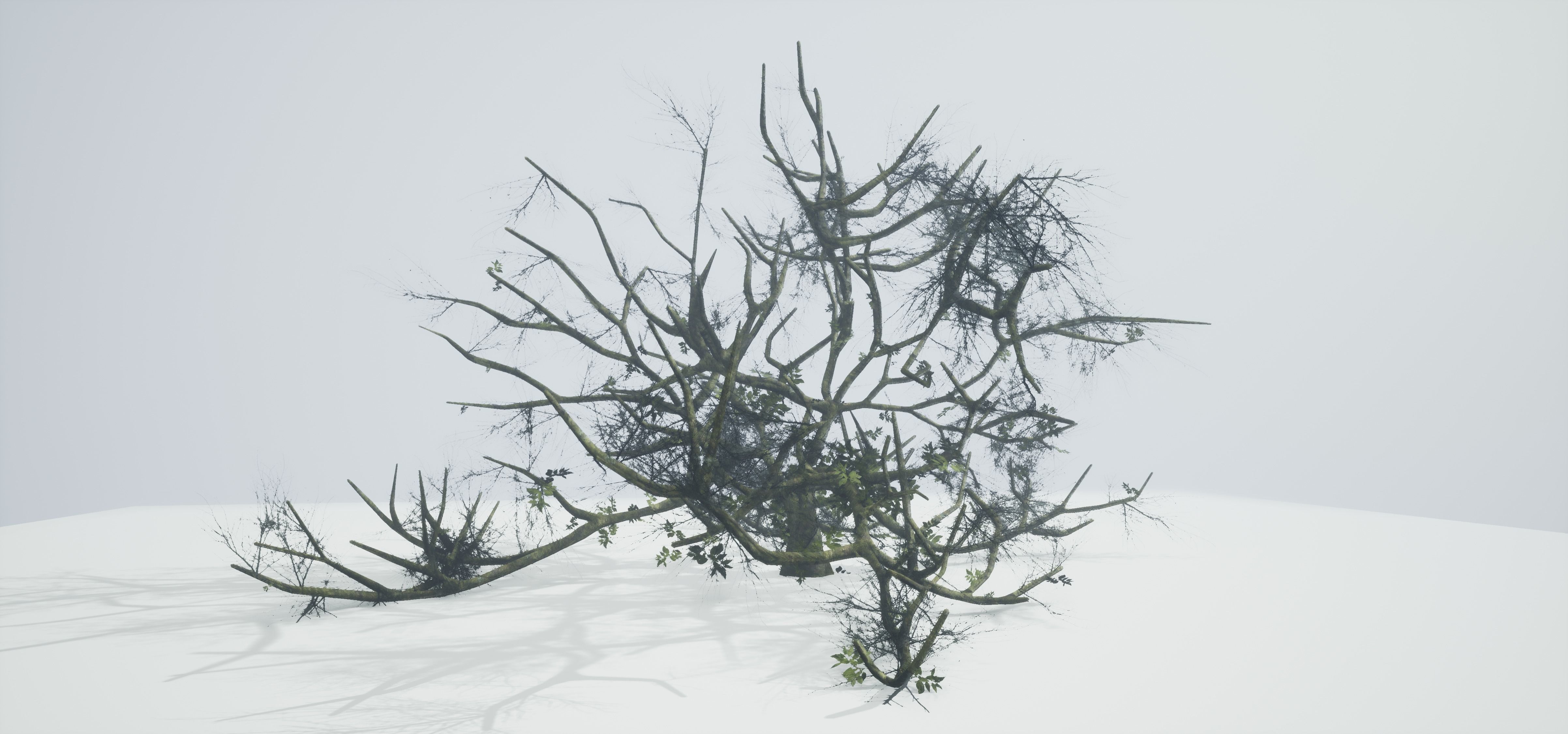 Tree Die Old Free low-poly 3D model_2