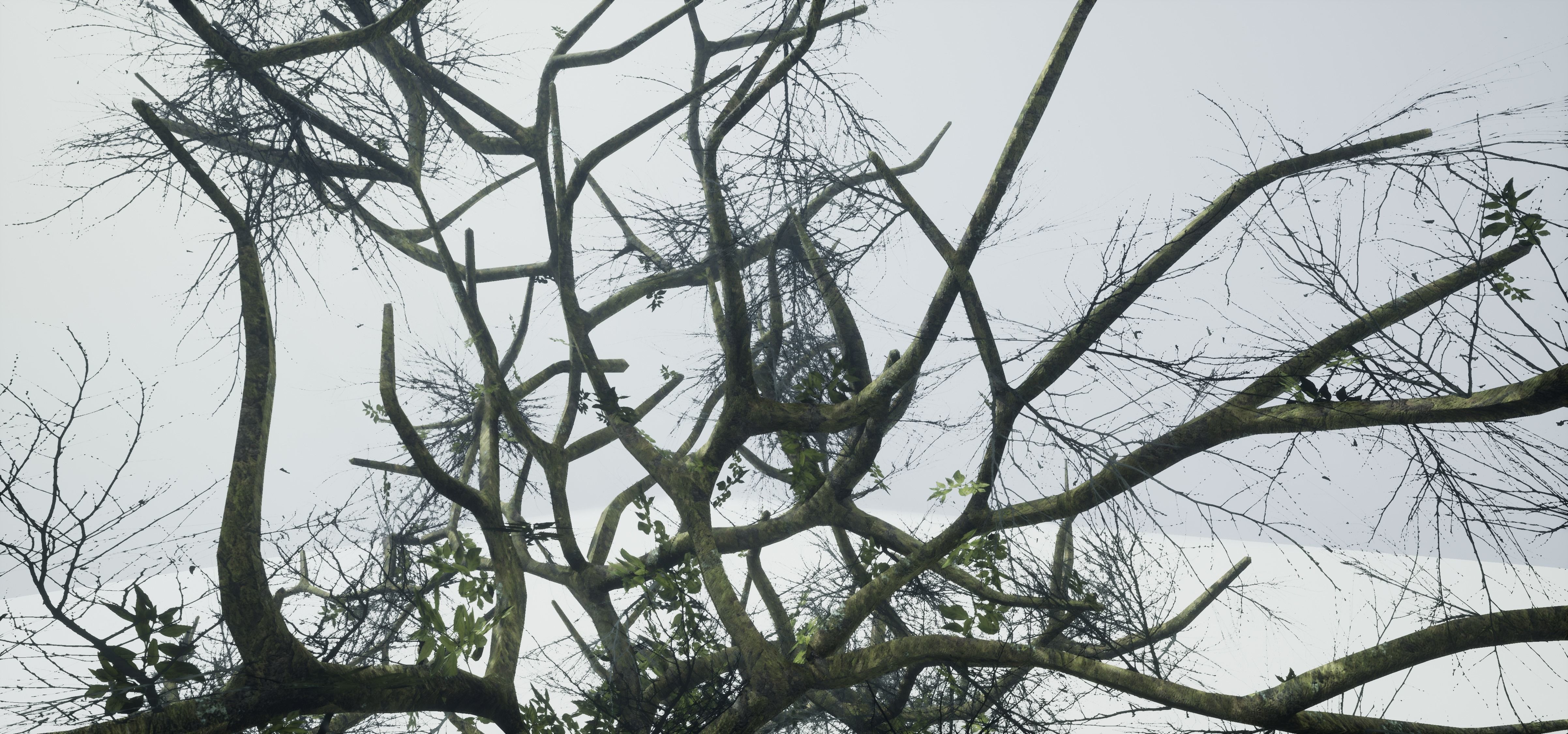 Tree Die Old Free low-poly 3D model_4