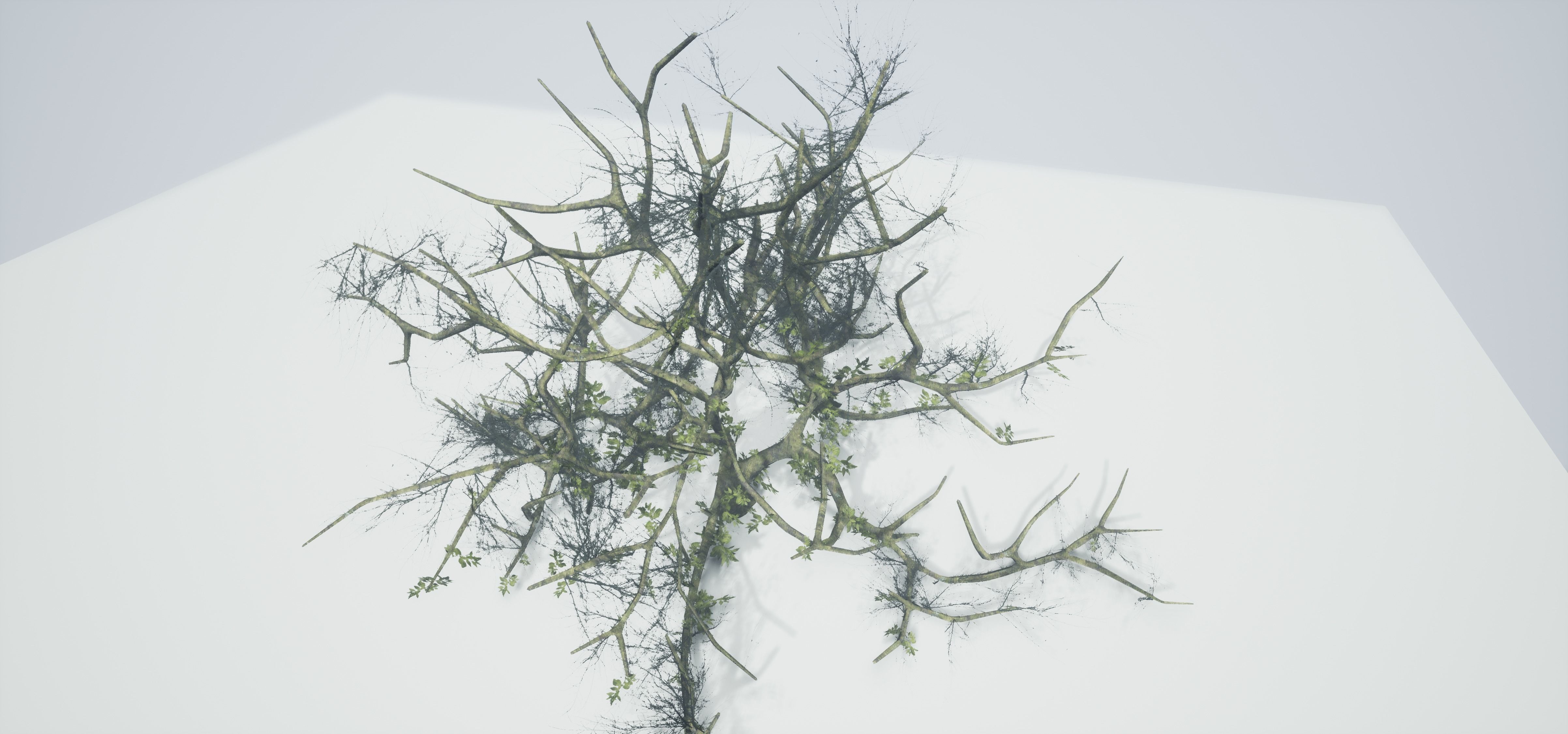 Tree Die Old Free low-poly 3D model_3