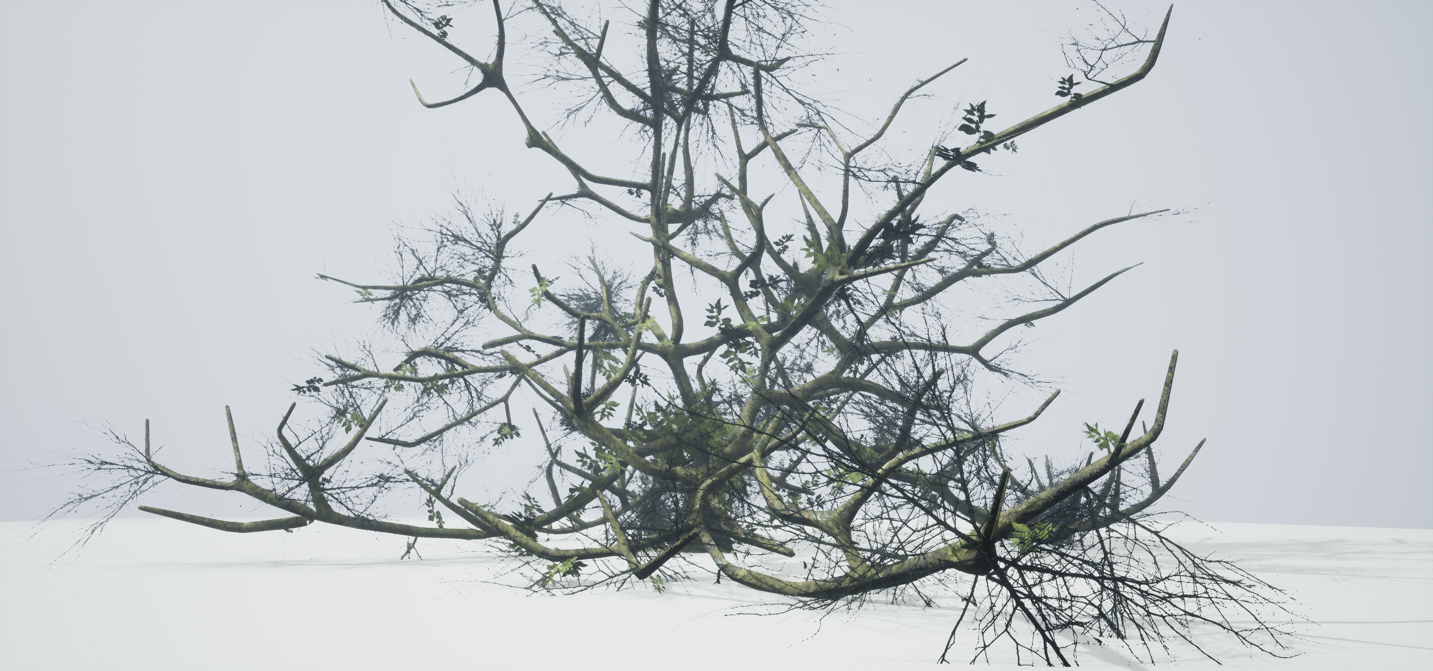 Tree Die Old Free low-poly 3D model_12