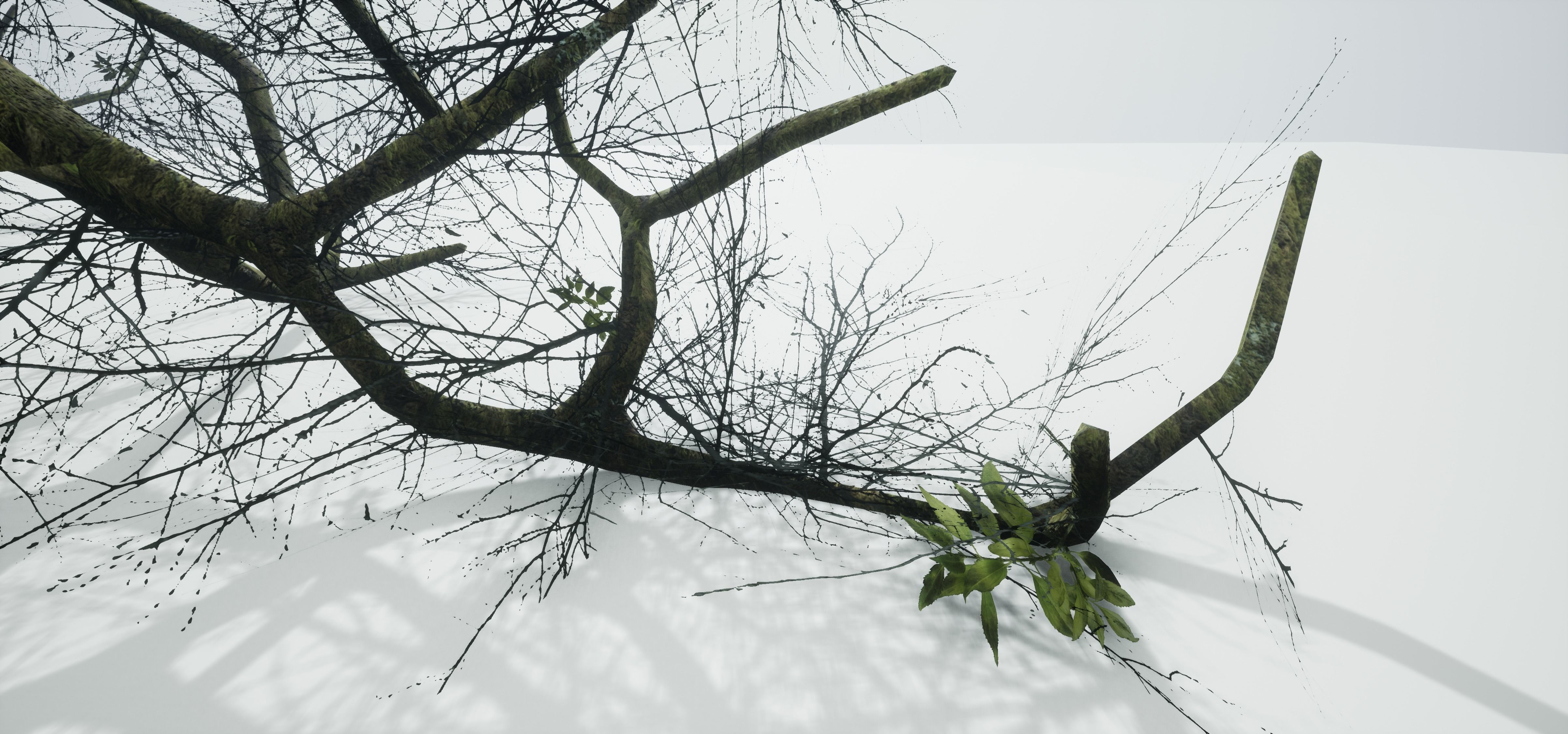 Tree Die Old Free low-poly 3D model_10