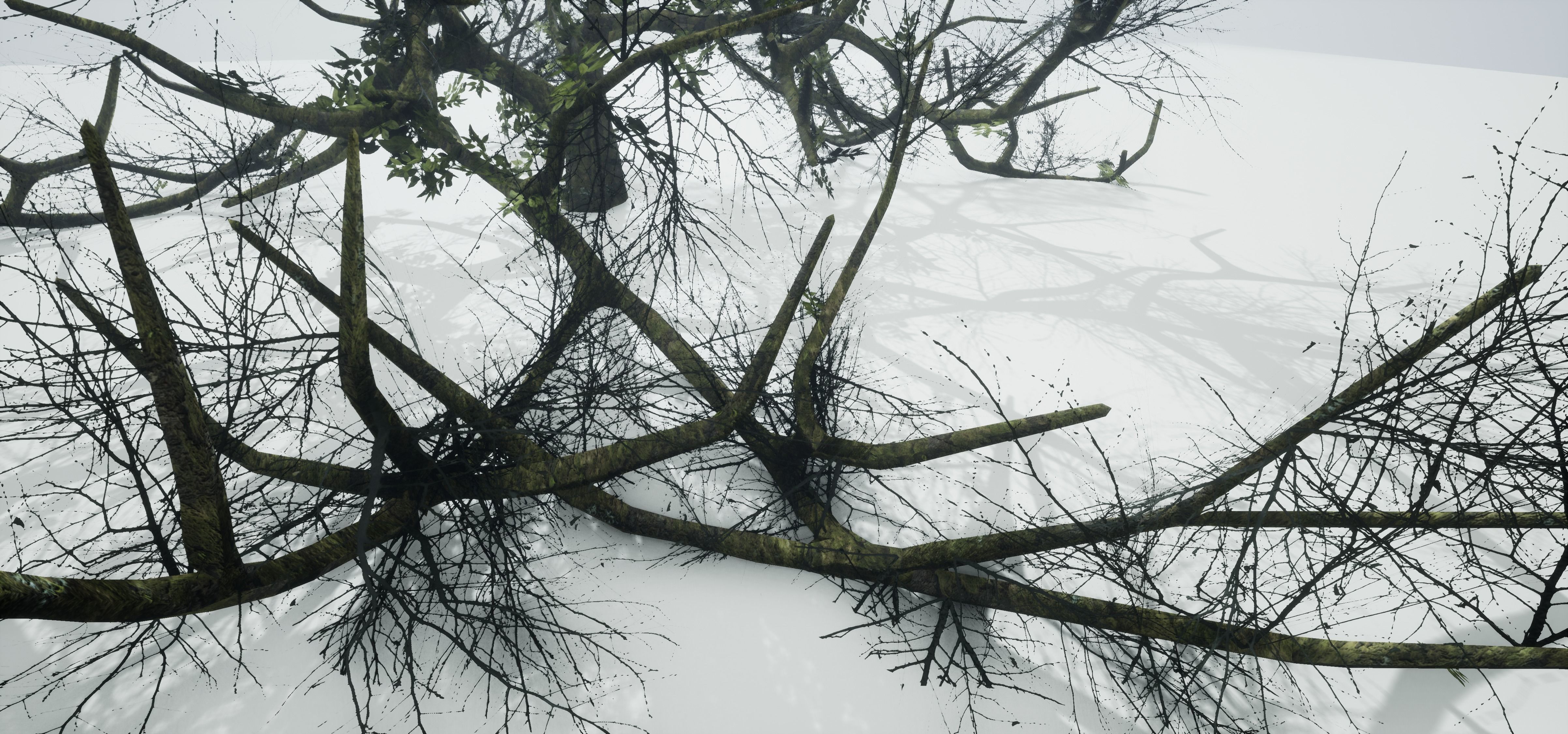 Tree Die Old Free low-poly 3D model_9