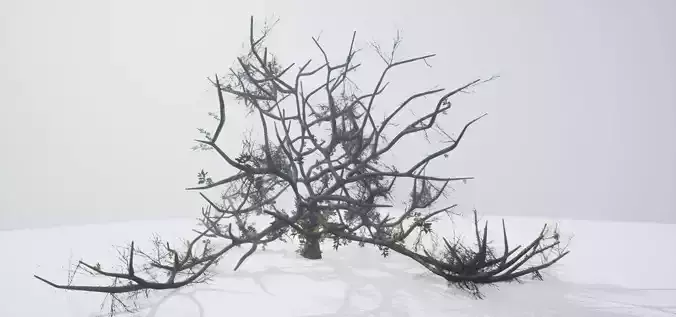 Tree Die Old Free low-poly 3D model