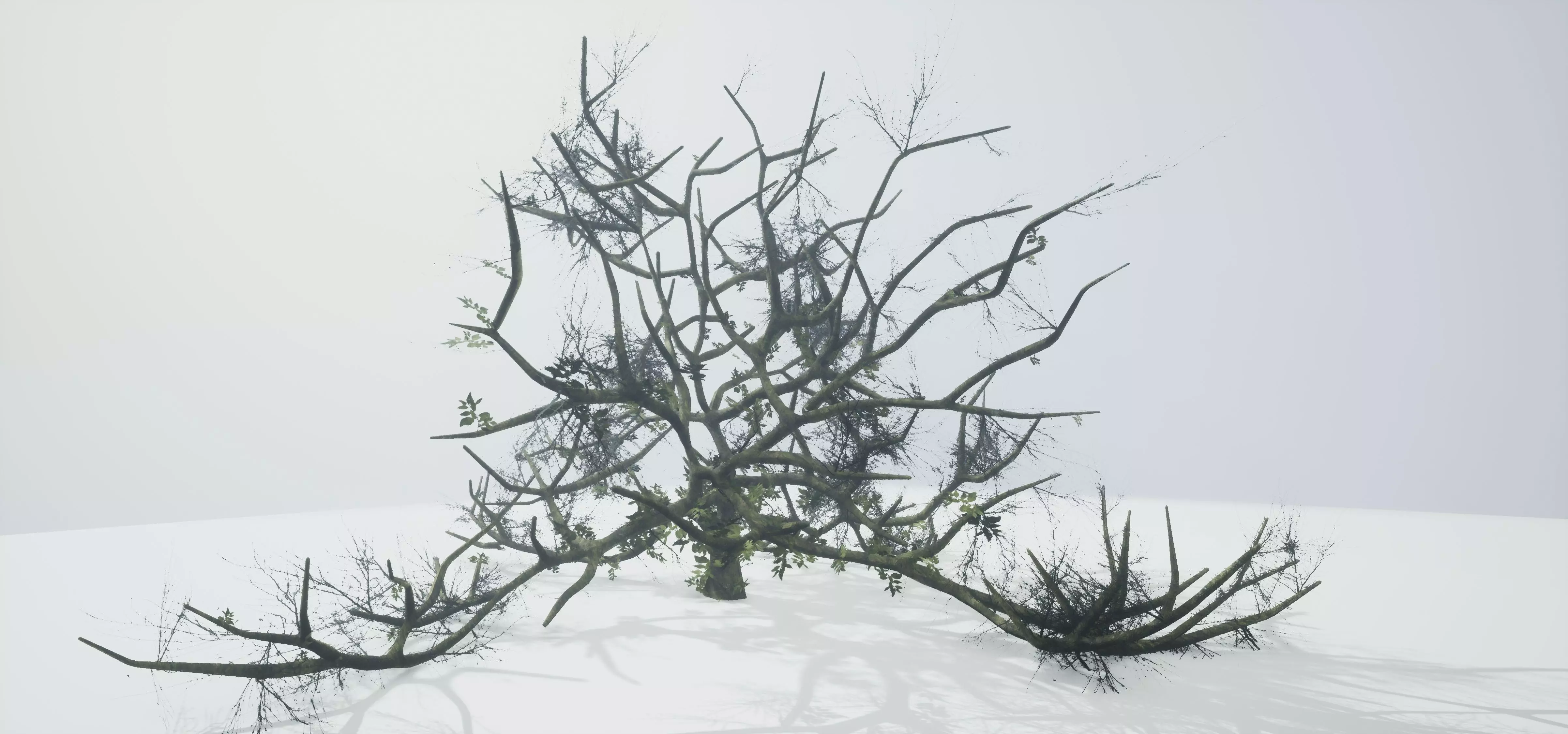 Tree Die Old Free low-poly 3D model_0