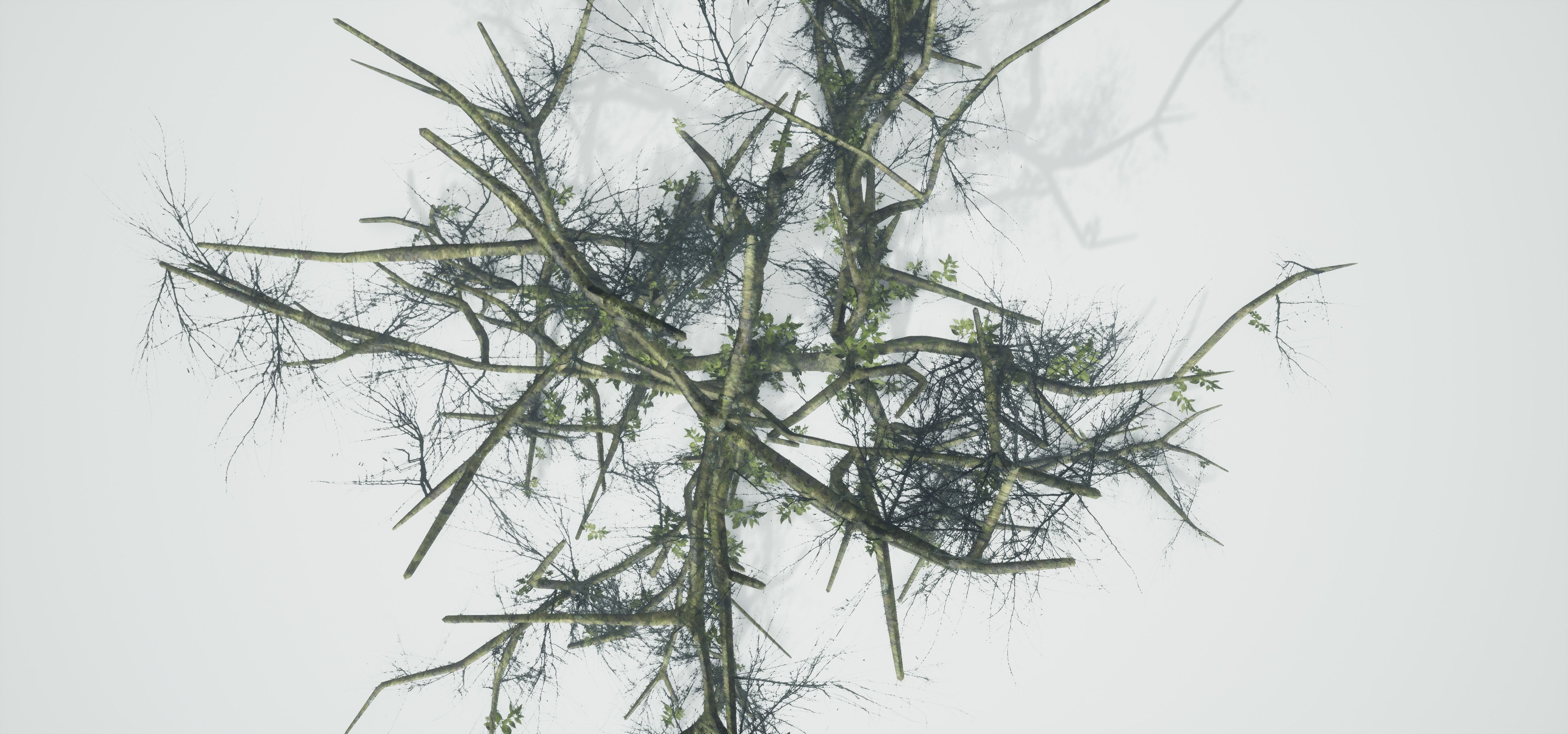 Tree Die Old Free low-poly 3D model_18