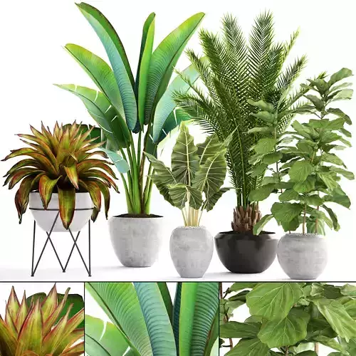 Collection of plants