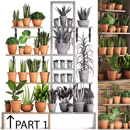 collection of plants in clay pots PART 1 