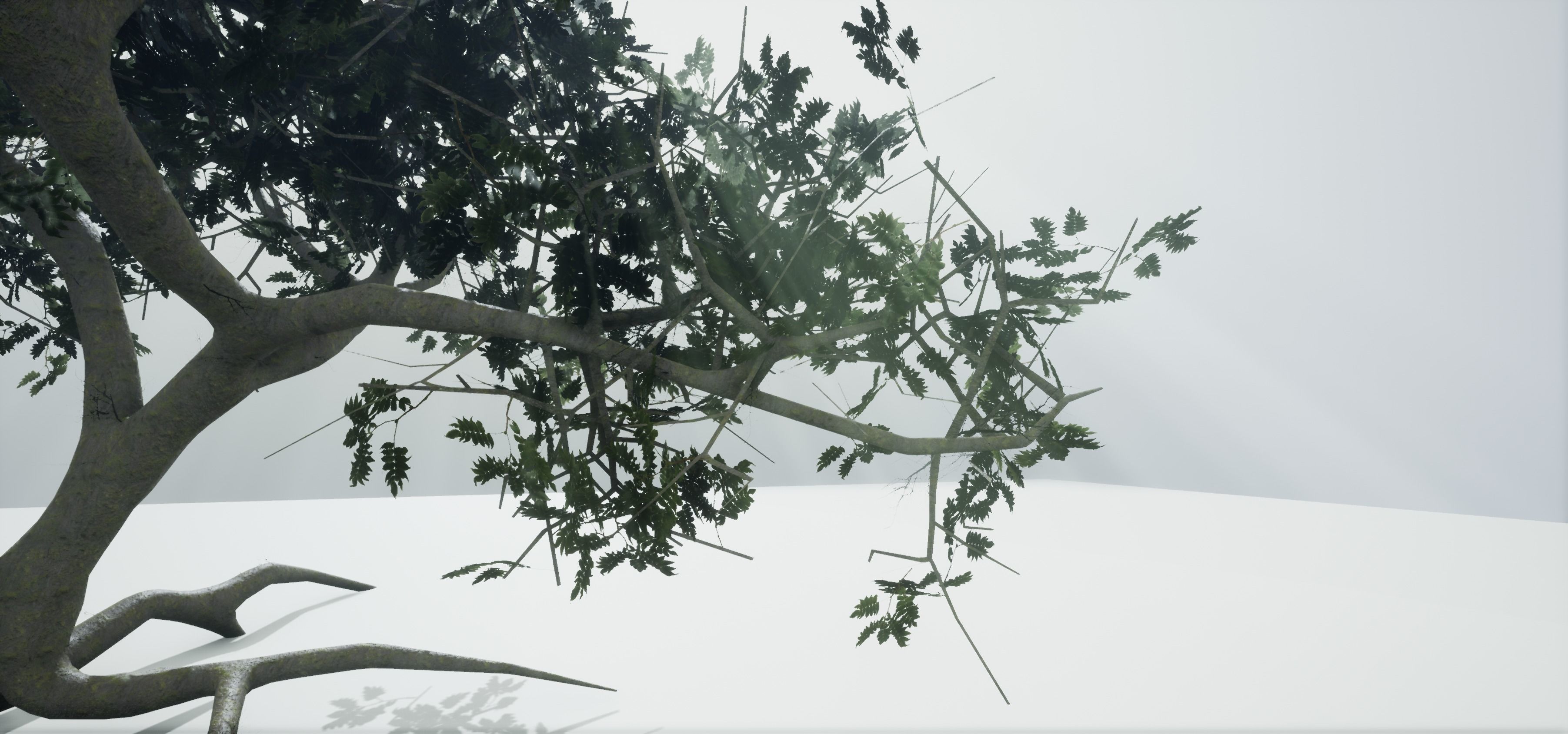 Tree Old  Free low-poly 3D model_5