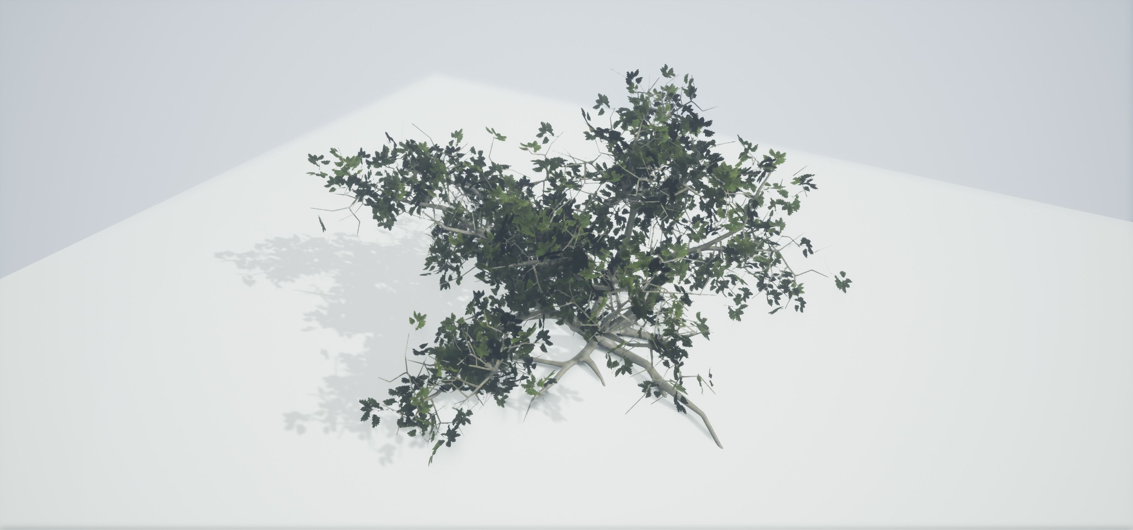 Tree Old  Free low-poly 3D model_16