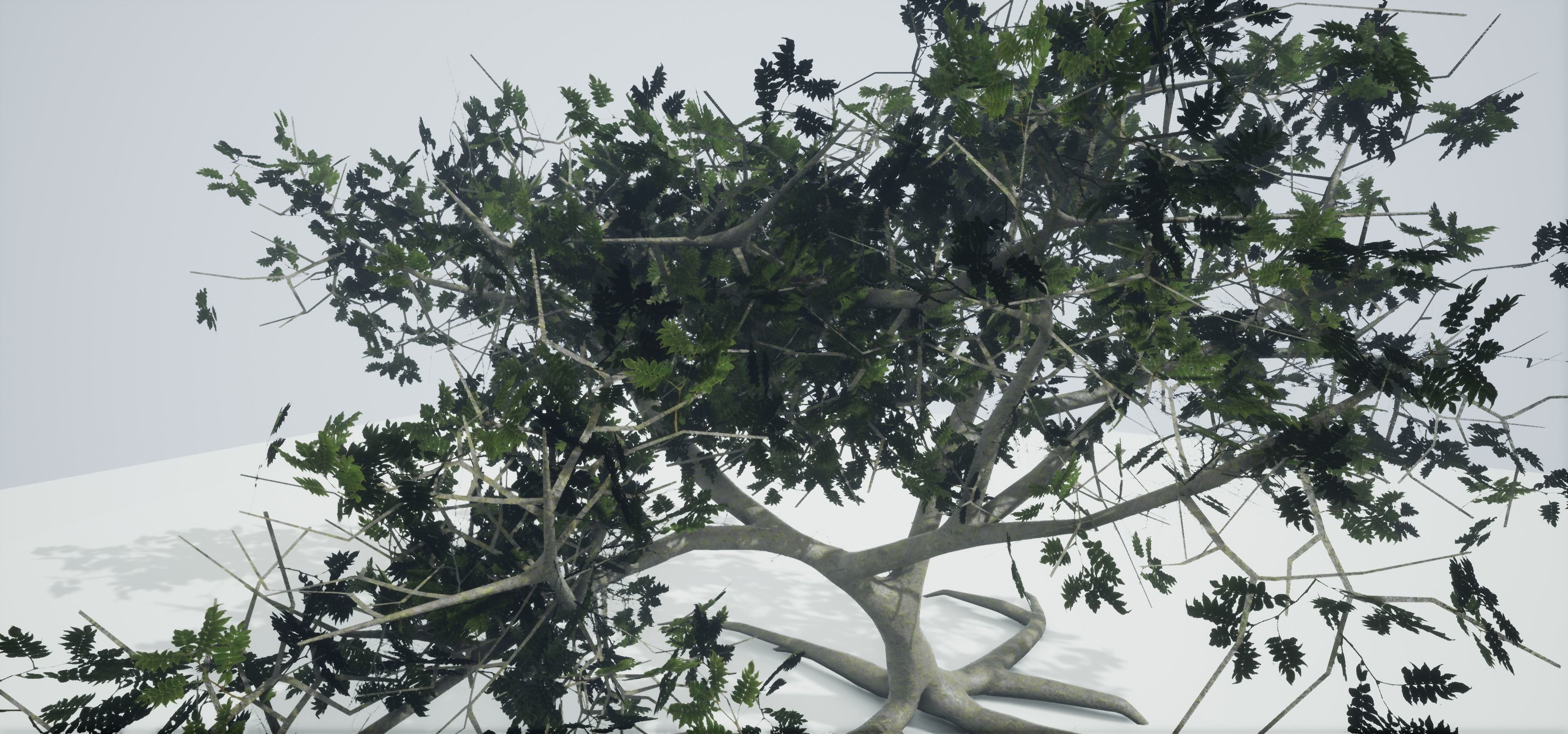 Tree Old  Free low-poly 3D model_7