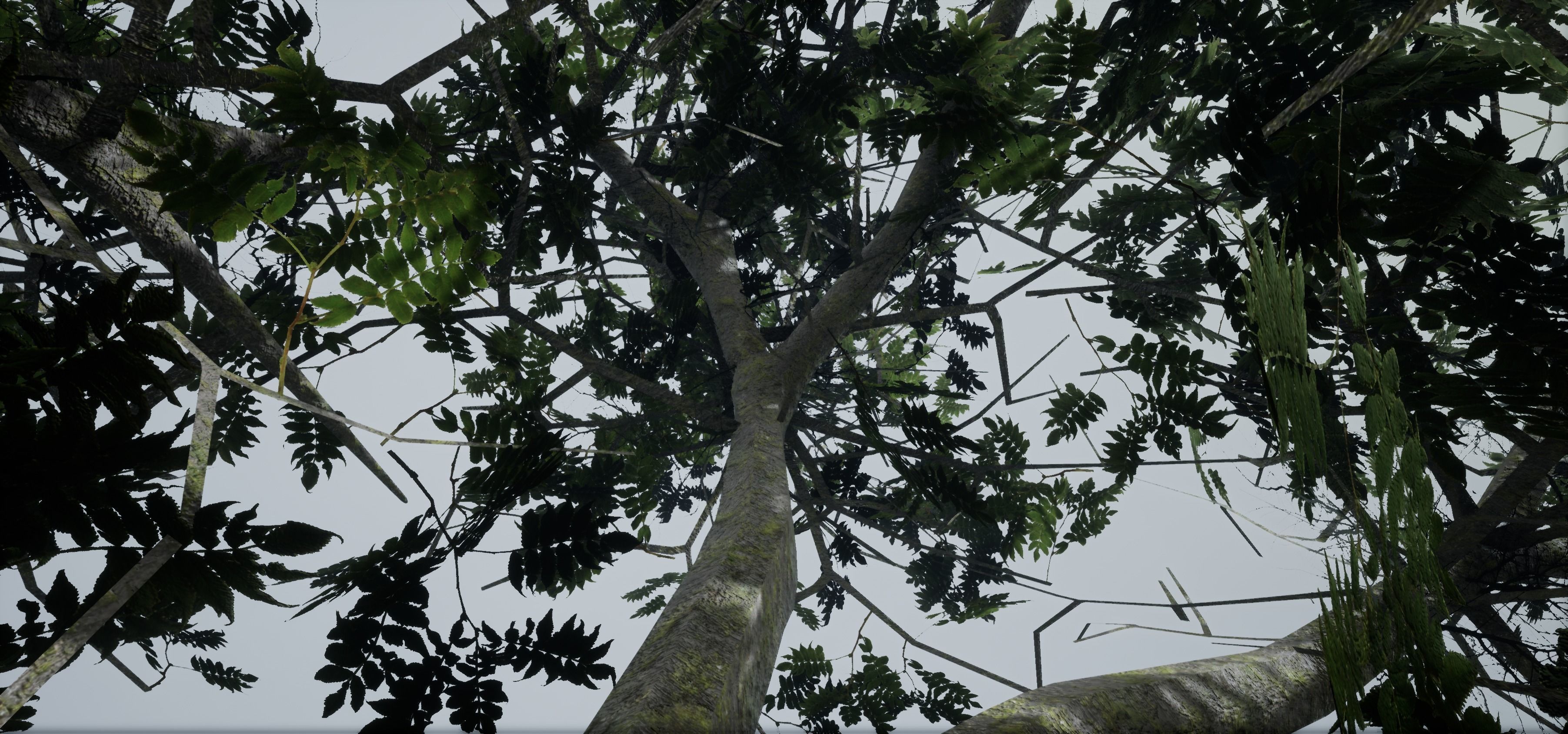 Tree Old  Free low-poly 3D model_13