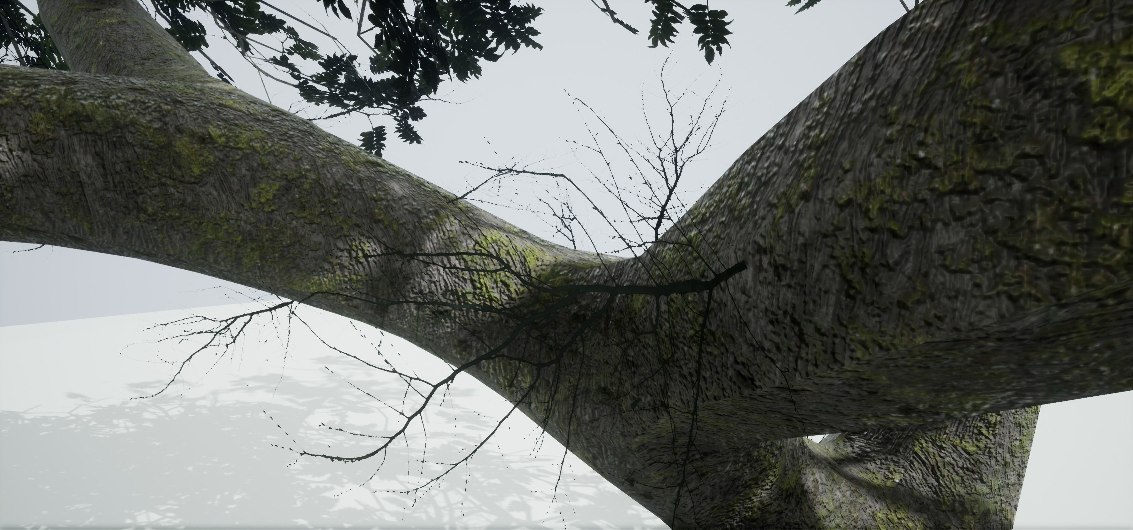 Tree Old  Free low-poly 3D model_11