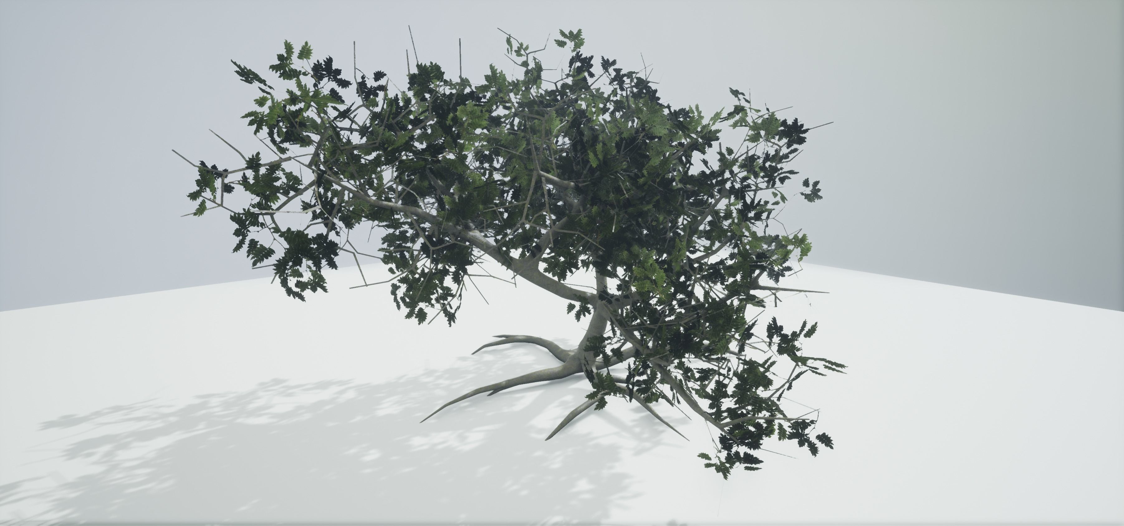 Tree Old  Free low-poly 3D model_6