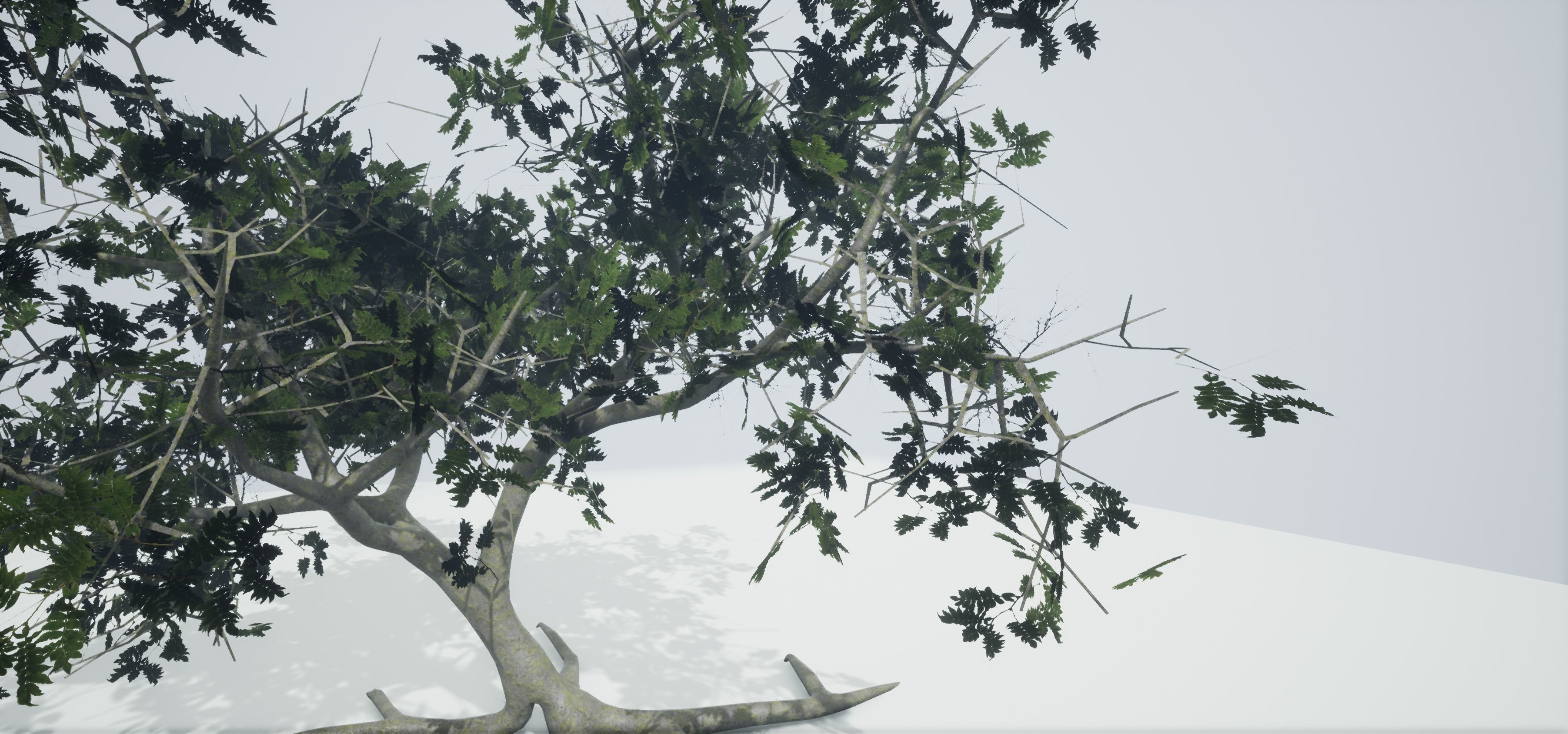 Tree Old  Free low-poly 3D model_15