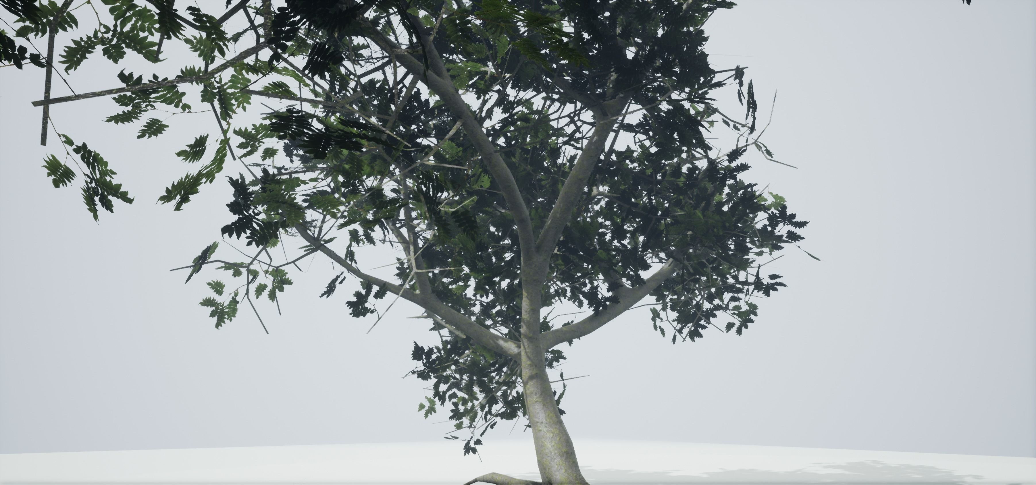 Tree Old  Free low-poly 3D model_17