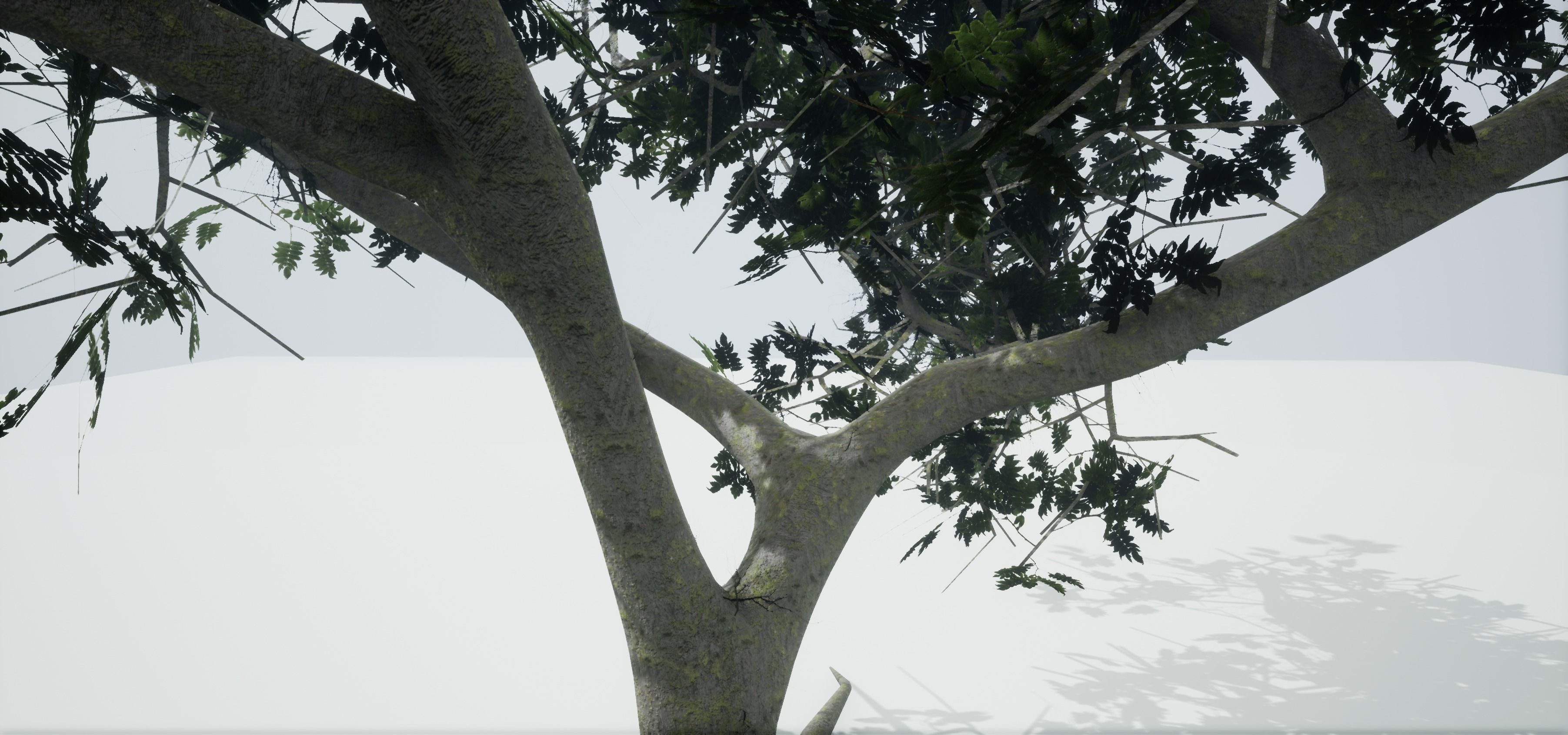 Tree Old  Free low-poly 3D model_1