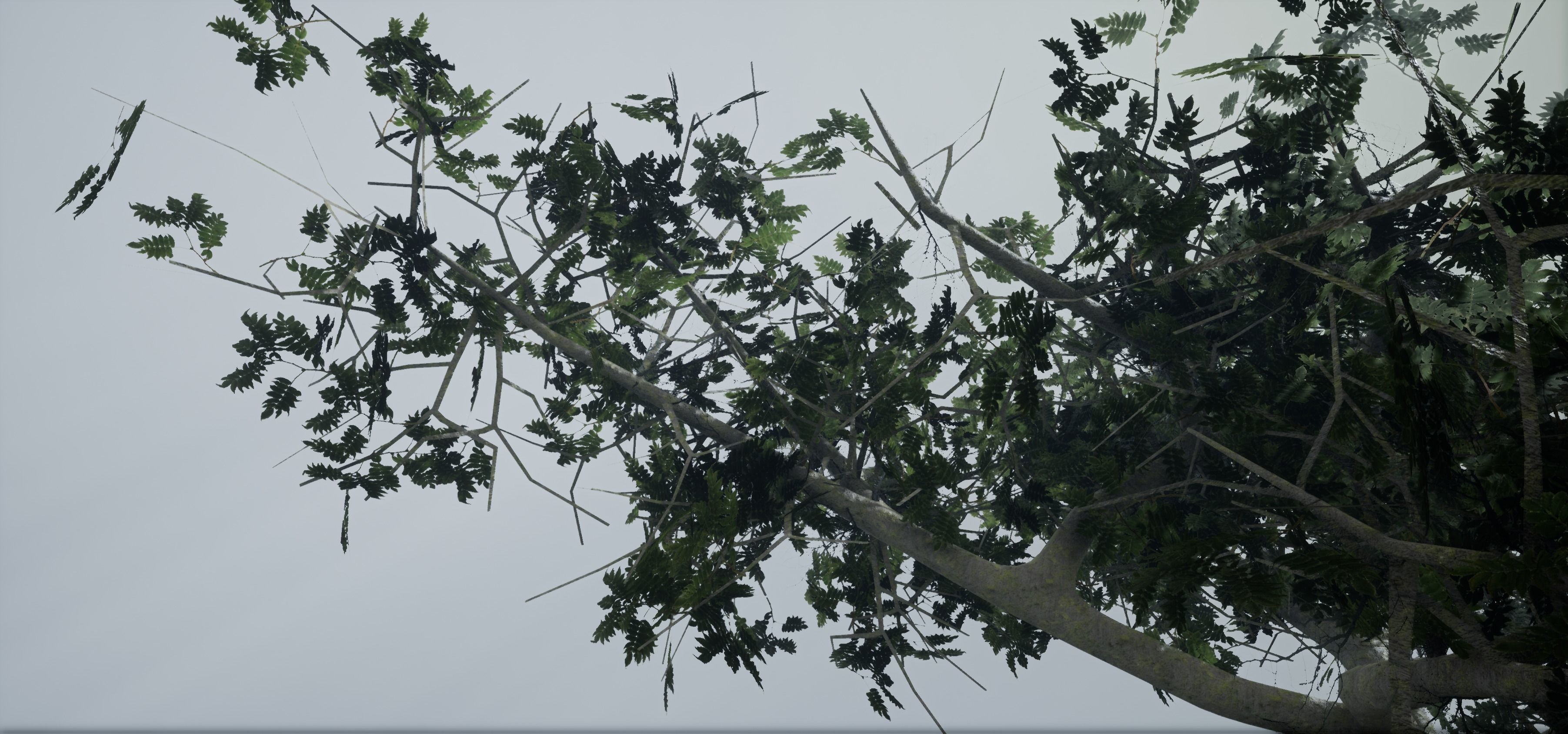 Tree Old  Free low-poly 3D model_14