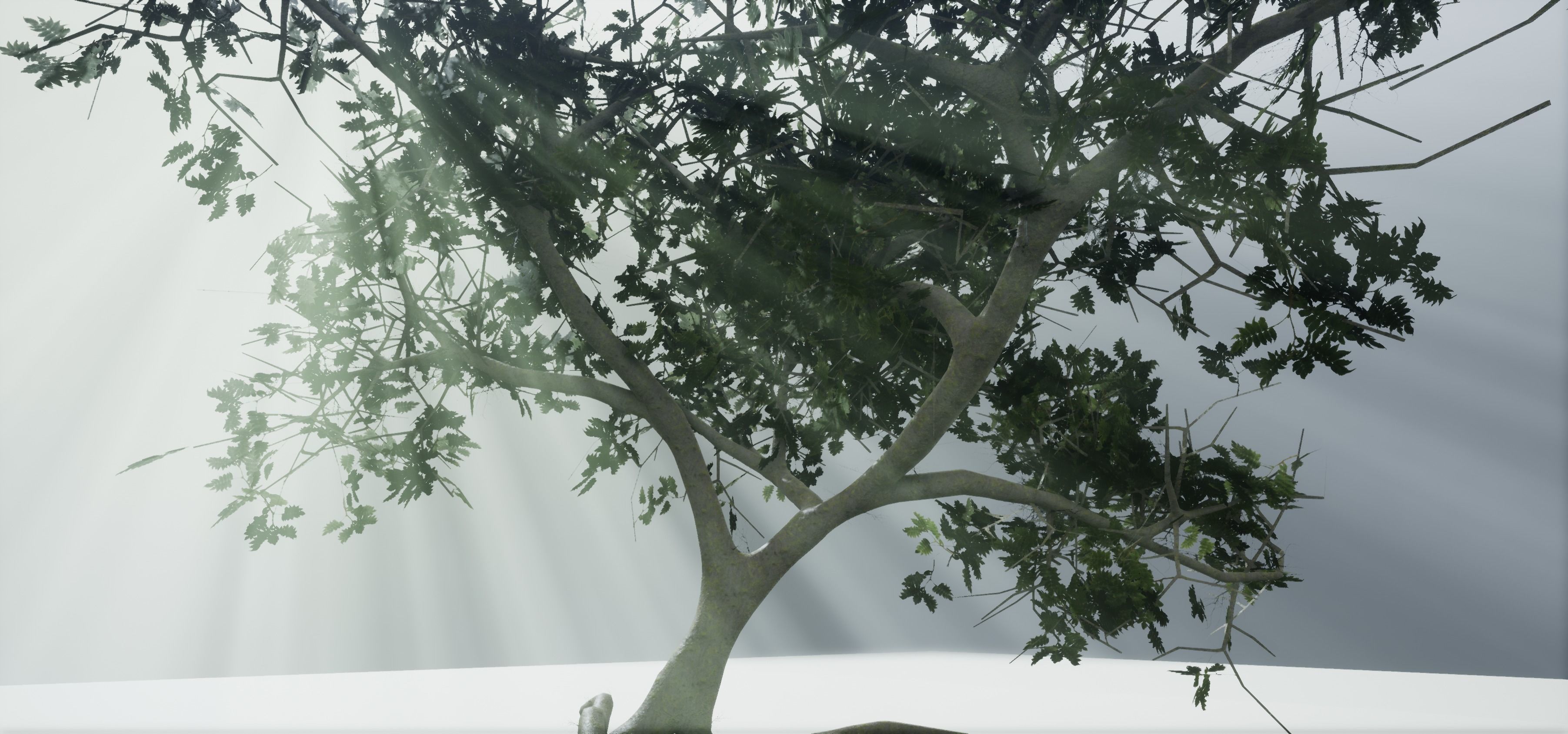 Tree Old  Free low-poly 3D model_12