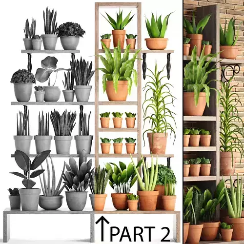 collection of plants in clay pots PART 2