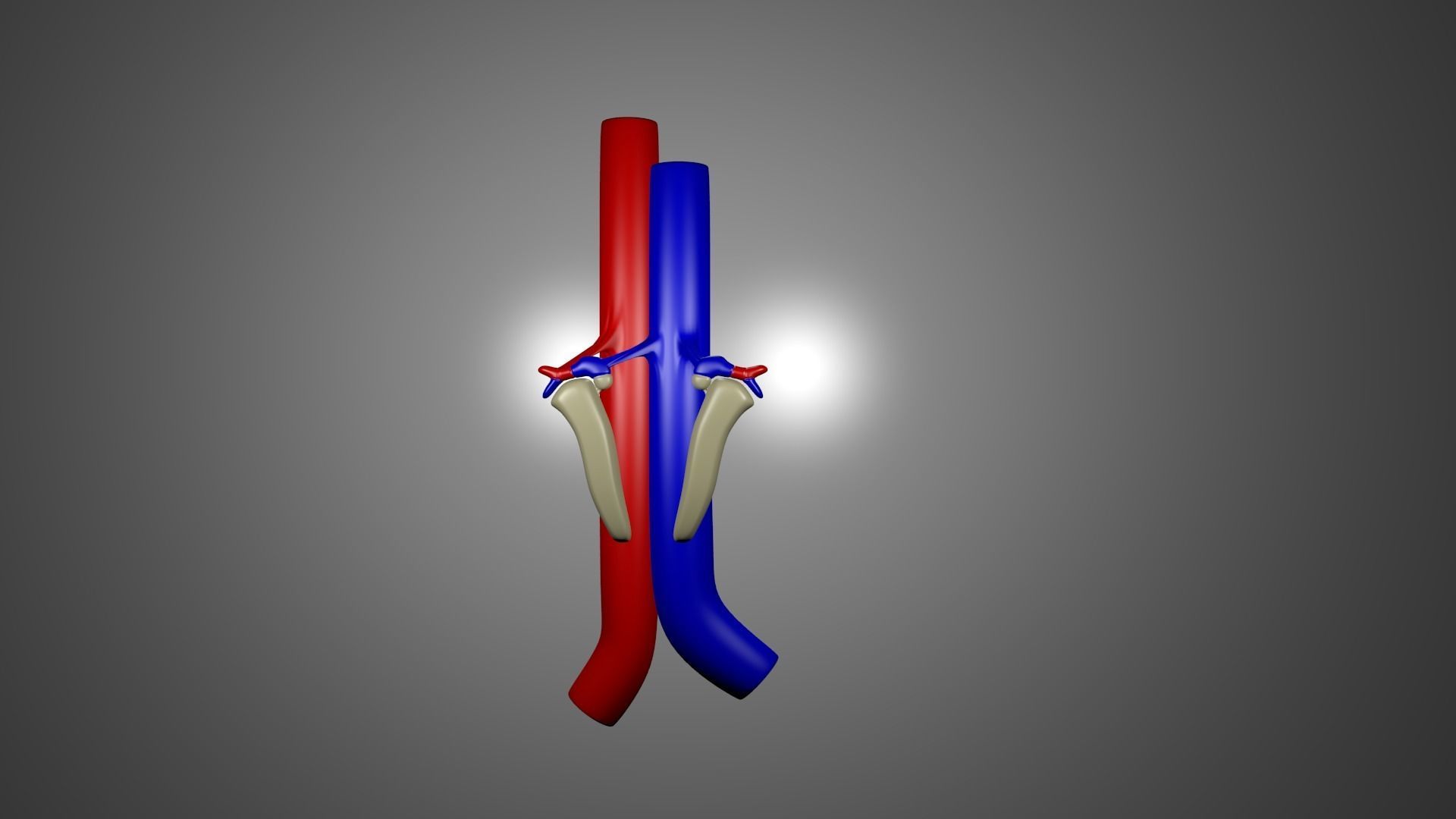 Human Kidneys 3D model_3