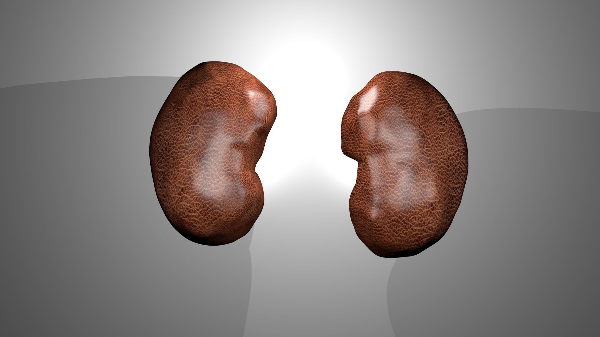 Human Kidneys 3D model_1