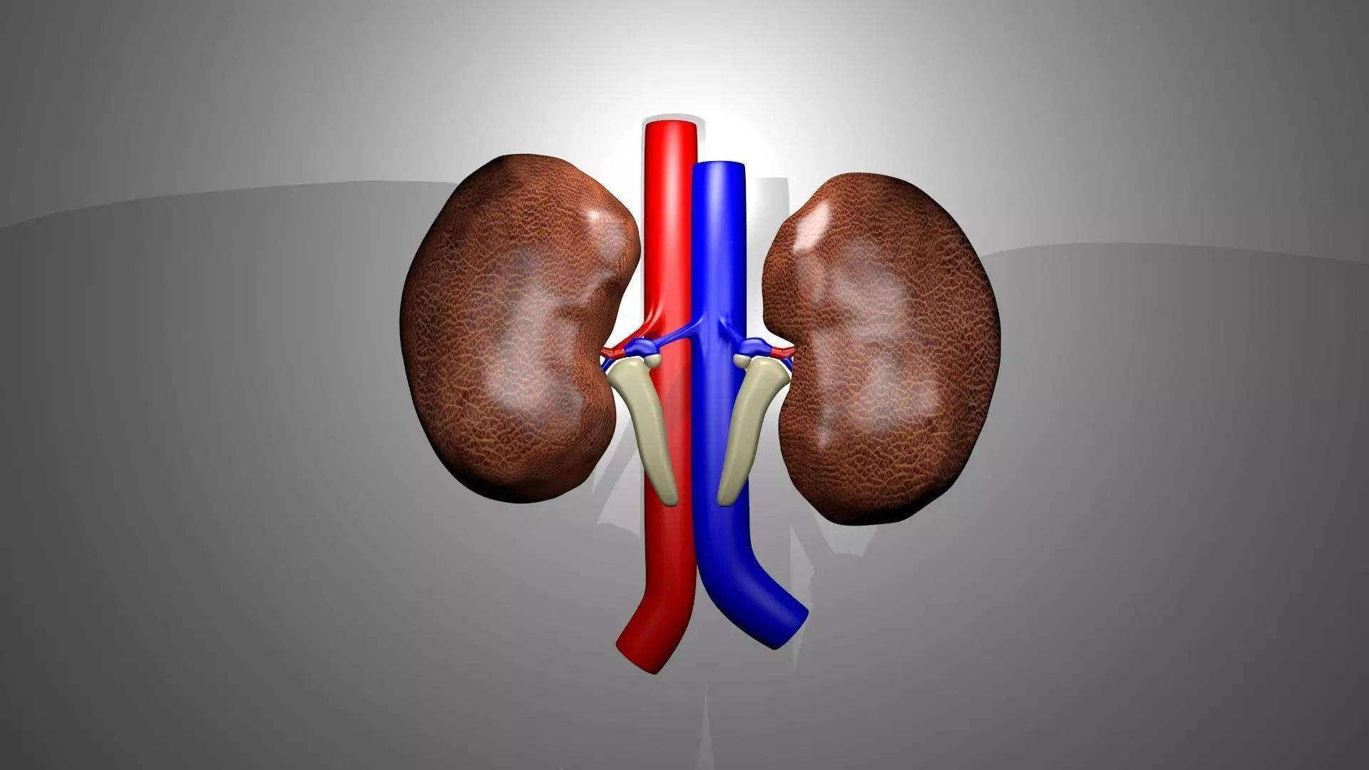 Human Kidneys 3D model_0