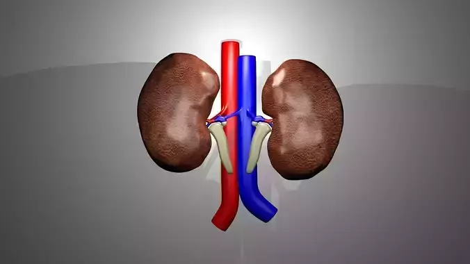 Human Kidneys 3D model