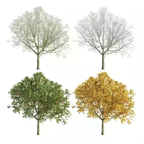 Apple Tree 1 seasons