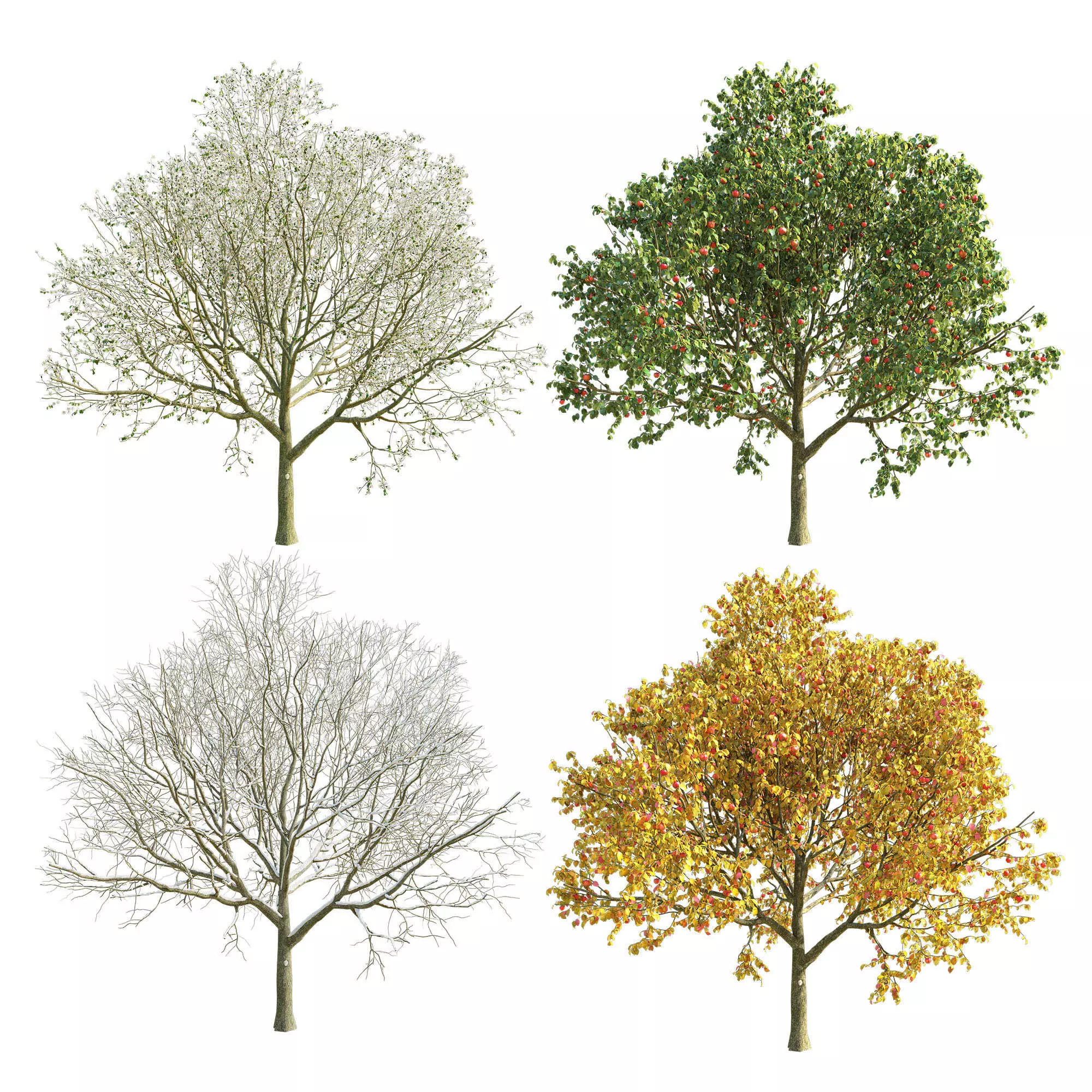 Apple Tree 2 Seasons 3D model_0