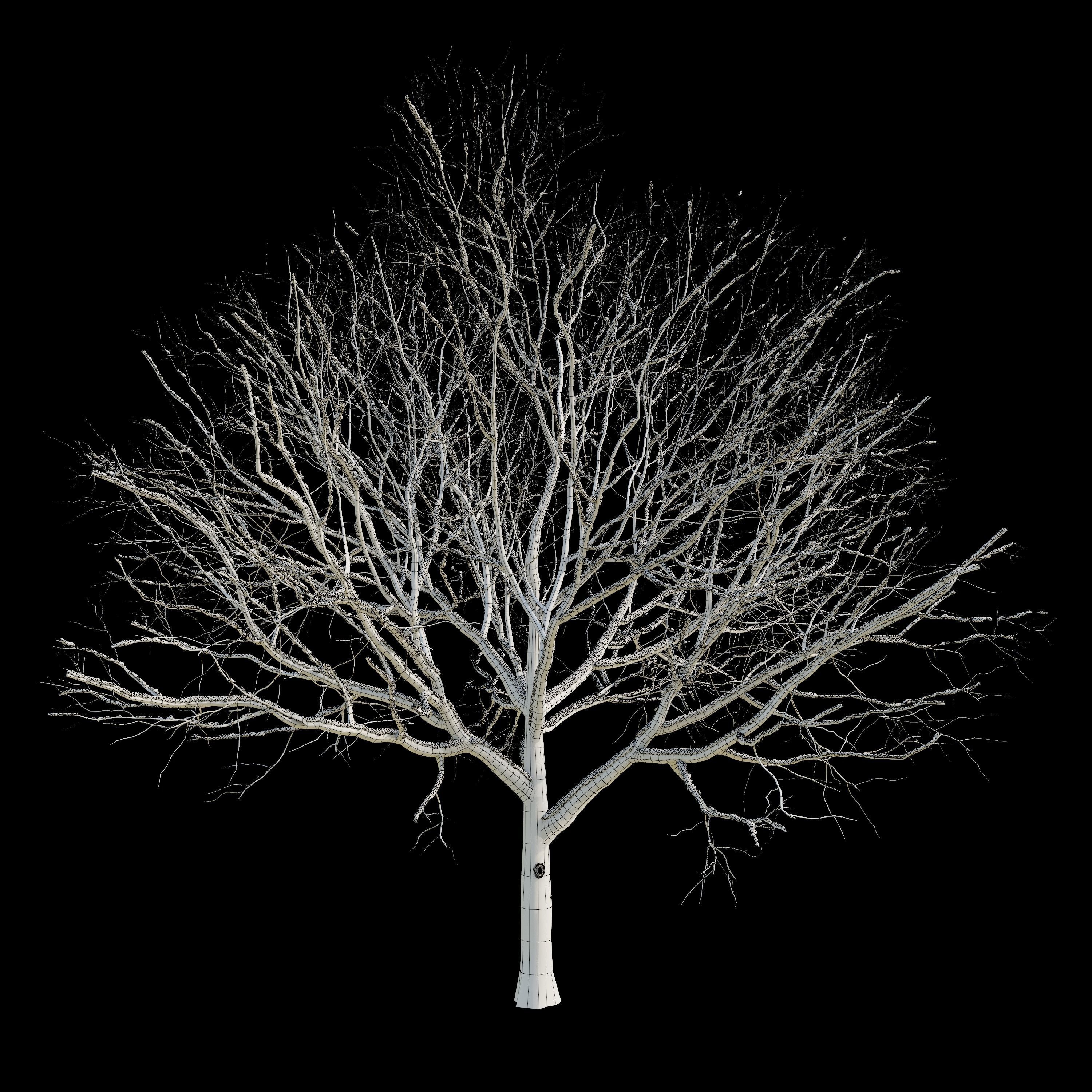 Apple Tree 2 Seasons 3D model_9